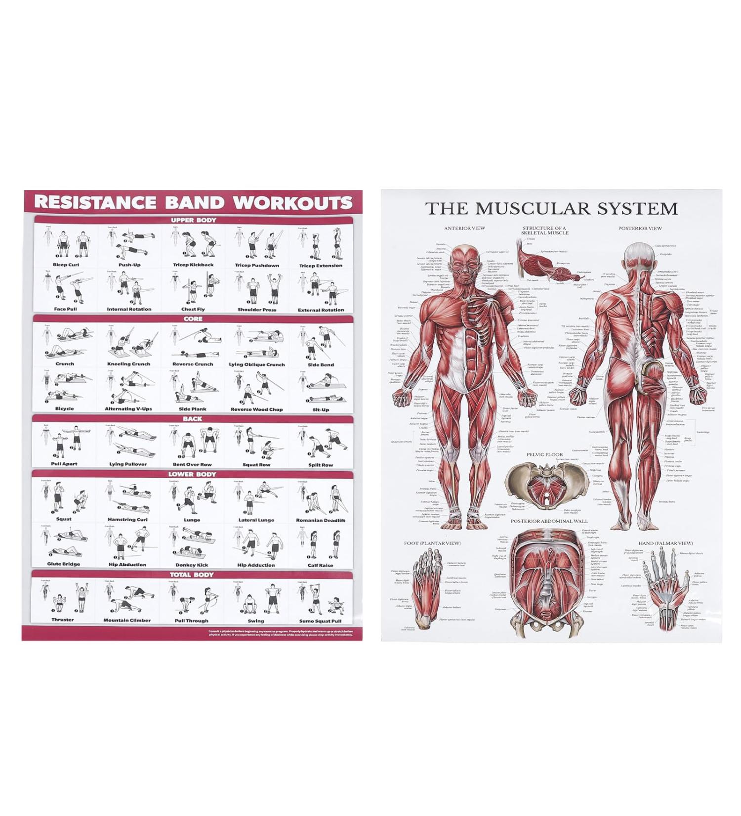Saluaqui Fitness Workout Poster - Resistance Band Training & Muscle Anatomy for Home Gym | Effective All-Off Exercises with Clear Images - Buy Online on GoSupps.com