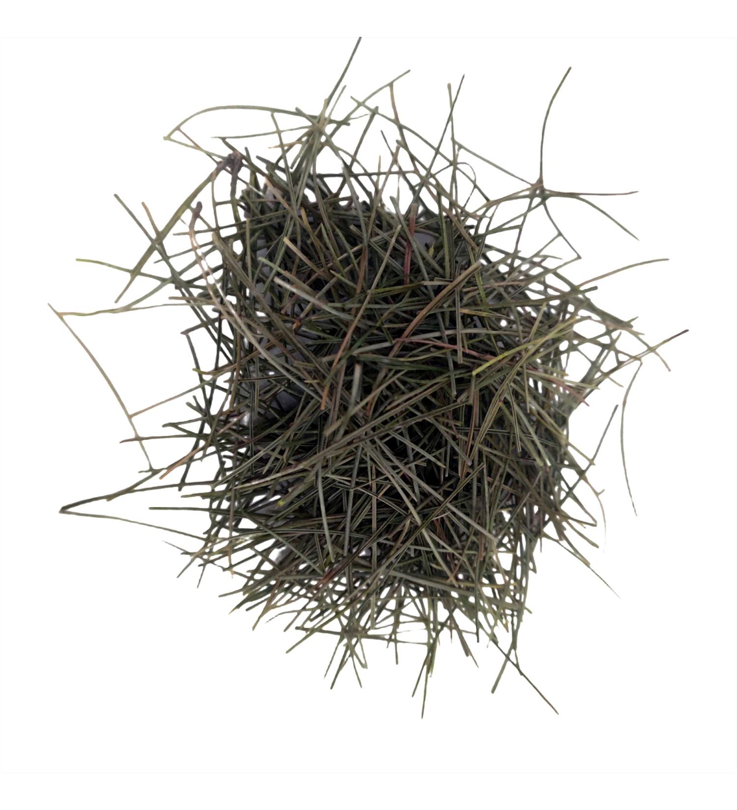 Fujian Friday Natural wild pine needle for tea - Buy Online on GoSupps.com