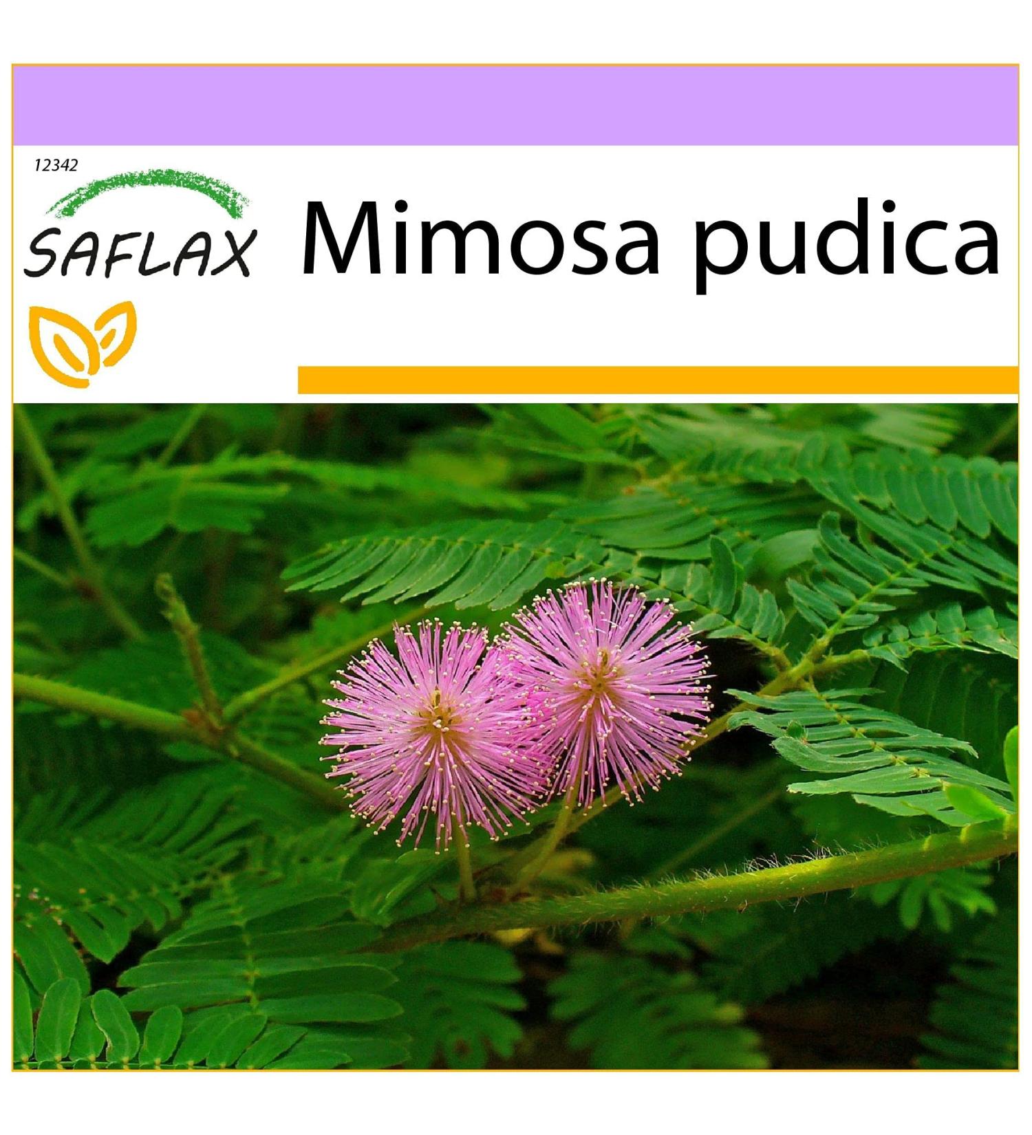 SAFLAX - Echte Mimose - 70 Samen - Mimosa pudica - Buy Online on GoSupps.com
