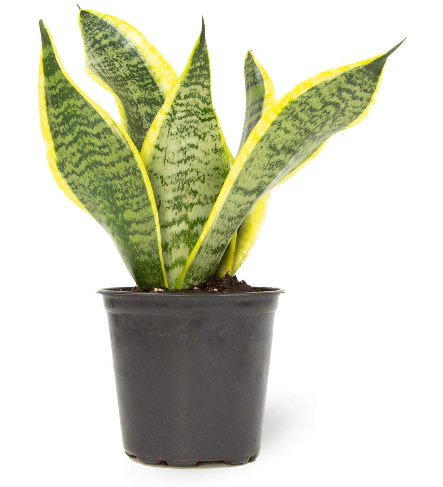 Fully Rooted Sansevieria Superba Snake Plant in Pot - Potted Succulent Houseplant by Plants for Pets - Buy Online on GoSupps.com
