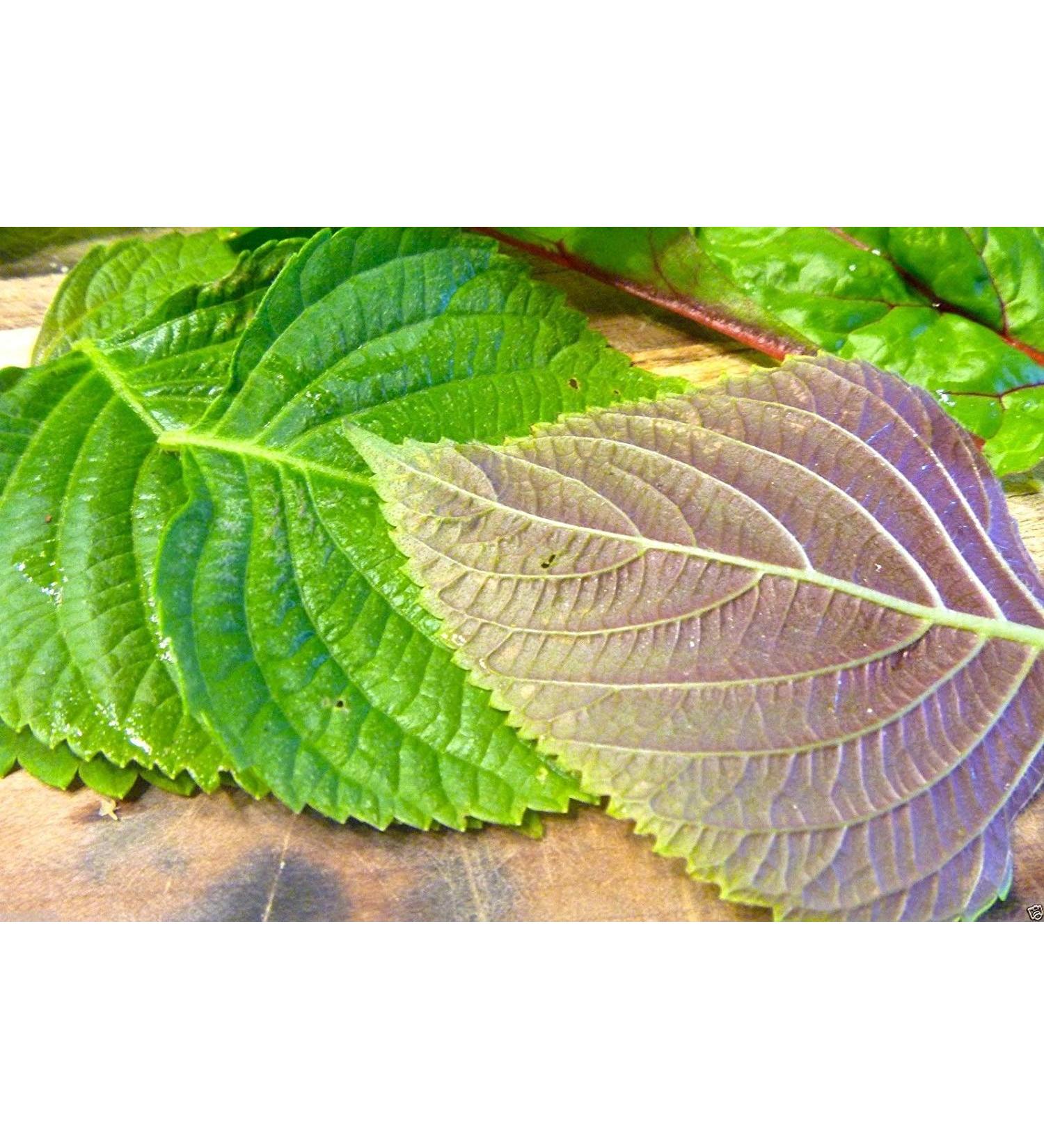 1000 semi COREANO Perilla "Shiso" (Perilla frutescens) Coreano specialit Herb