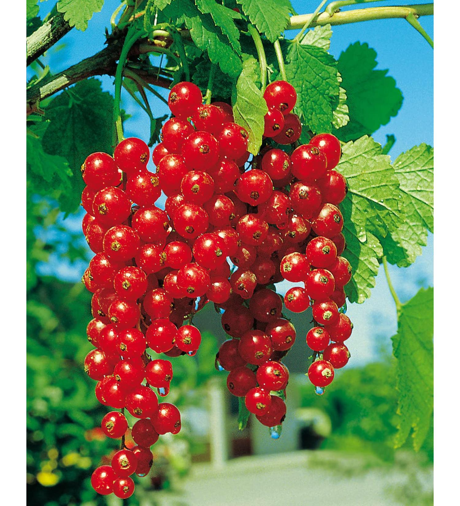 Red Currant 'Rovada ' - Half Standard in Container | Premium International Shipping - Buy Online on GoSupps.com