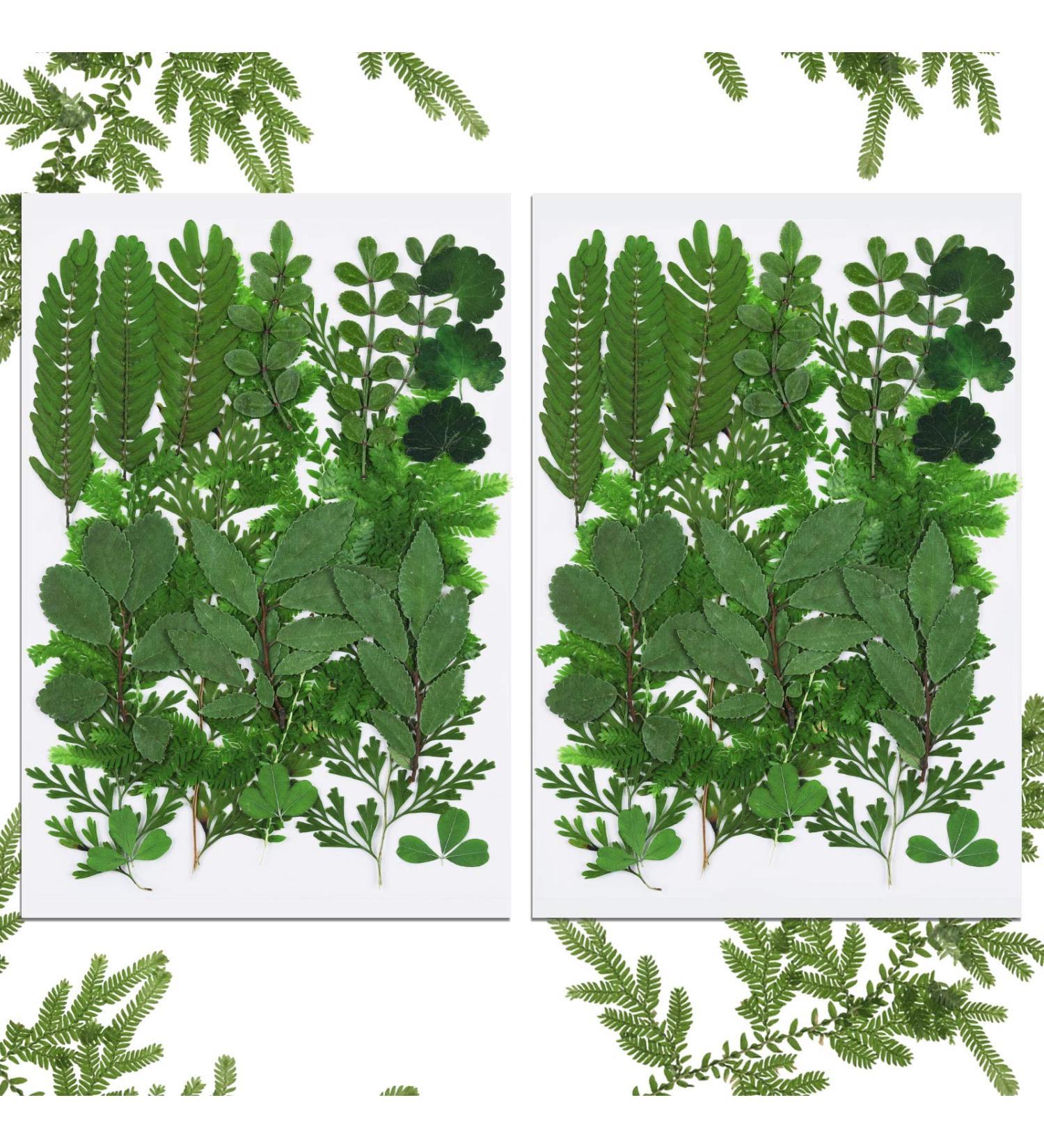 Dried Pressed Leaves and Flowers Assorted Greenery for Resin Art - 42 Pieces, 7 Styles - Buy Online on GoSupps.com