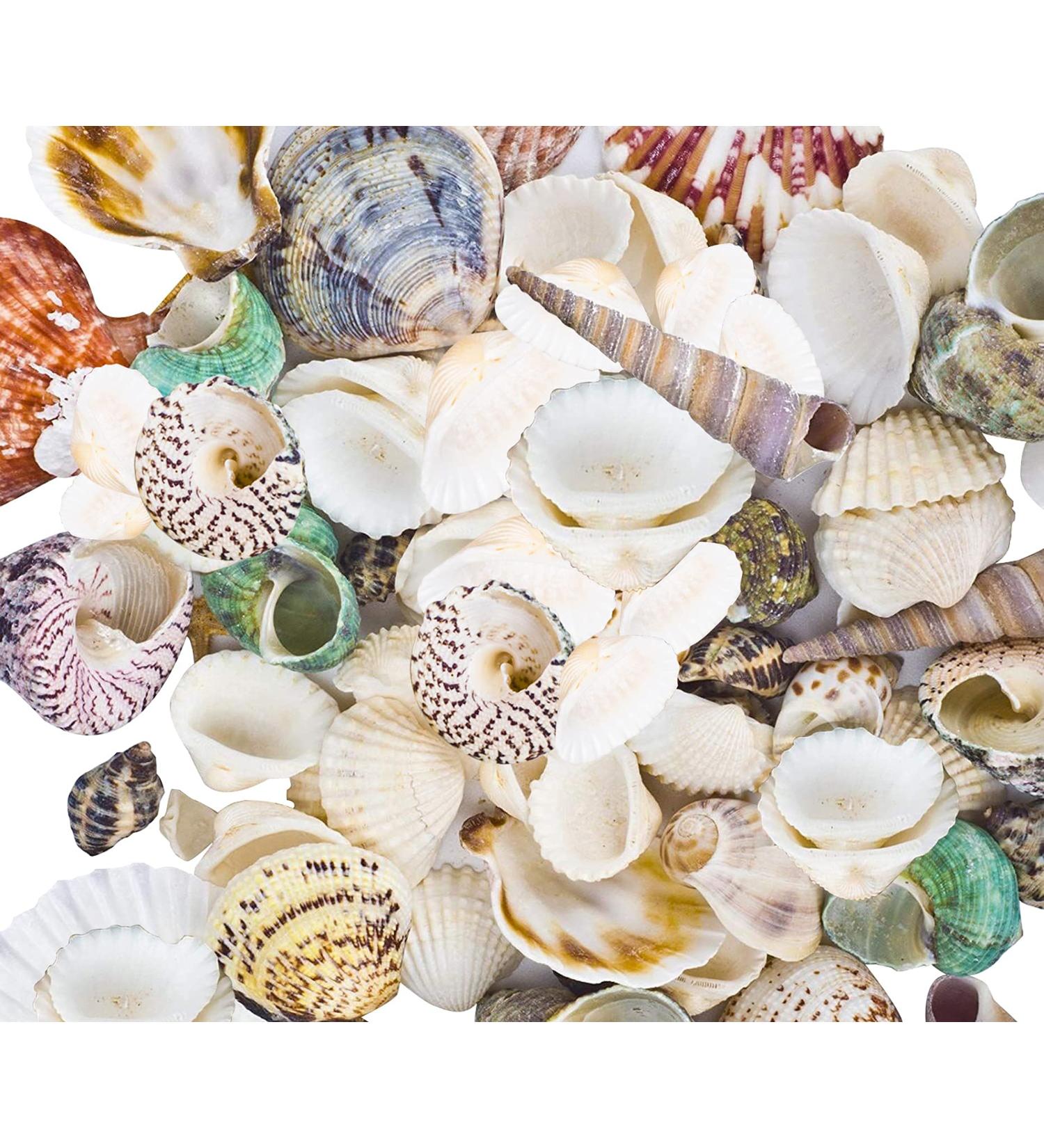 8085pcs Mixed Sea Shells for Beach Theme Party Decorations & DIY Crafts - Buy Online on GoSupps.com