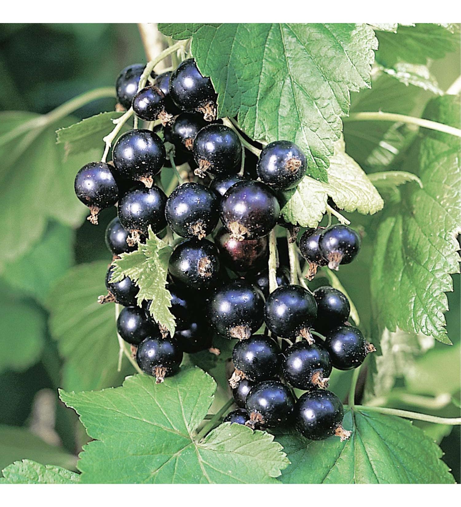Blackcurrant 'Tsema' - Standard tree Standard tree - In container Tsema