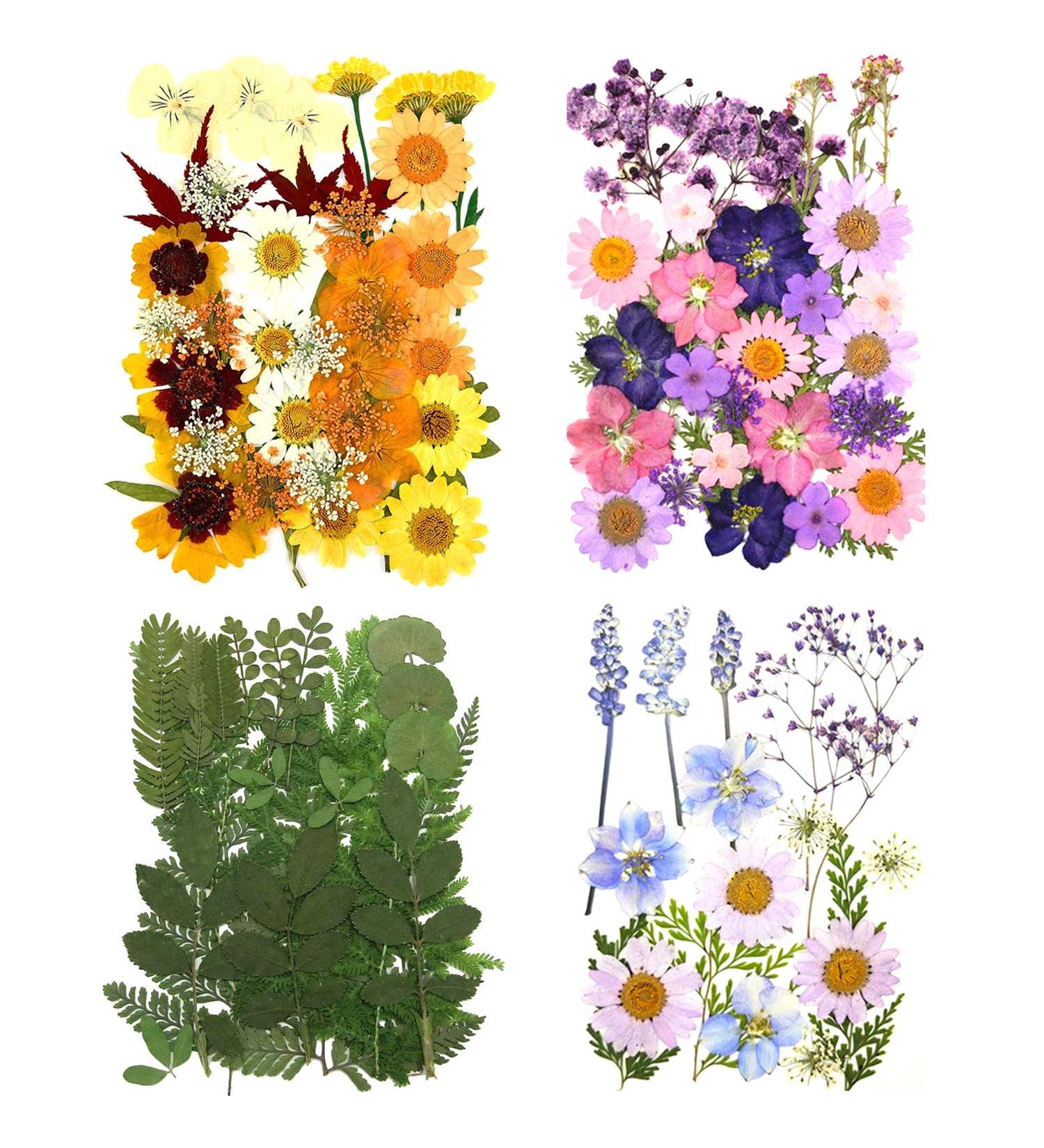 Assorted Real Dried Pressed Flowers and Leaves for Pressed Leaf Art and Resin Art - 106 Pieces (Pink Purple Yellow Green) - Buy Online on GoSupps.com