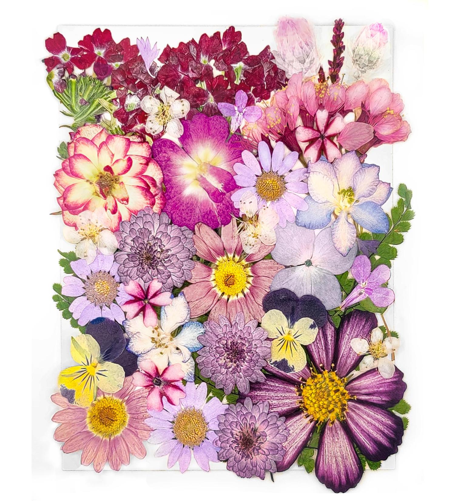 37pcs YouthBro Real Natural Purple Dried Pressed Flowers for DIY Art Crafts & Resin Molds - Perfect for Candle Making, Nails Decor, Soap Making & Phone Cases - Buy Online on GoSupps.com