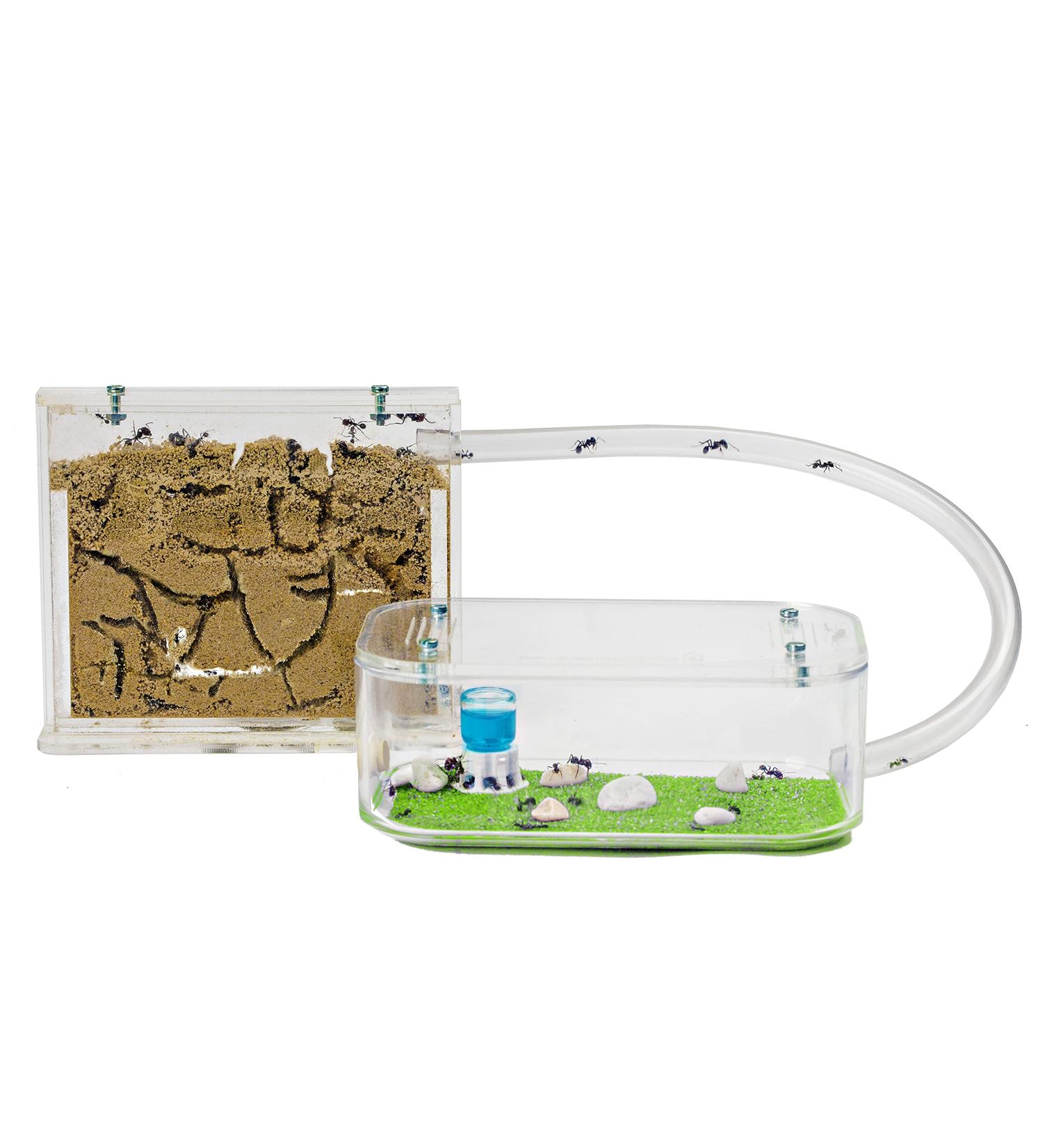 AntHouse - Natural Sand Anthill | Basic Kit (Sandwich + Drilling Box) | Ants Included - Buy Online on GoSupps.com