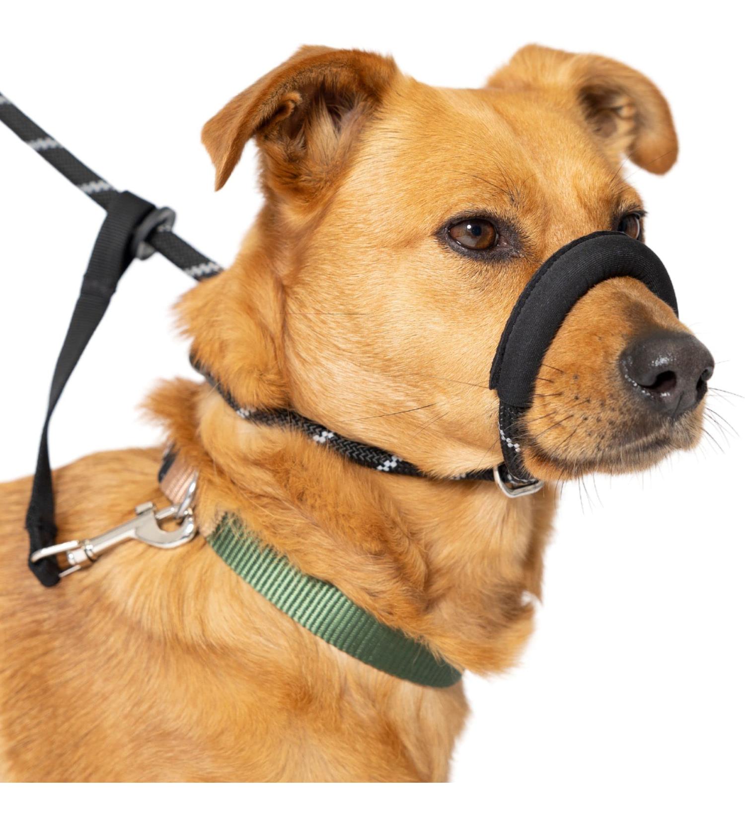 Total Pet Anti-Pull Figure 8 Dog Lead with Padded Nose Support - Medium/Large Black - Buy Online on GoSupps.com