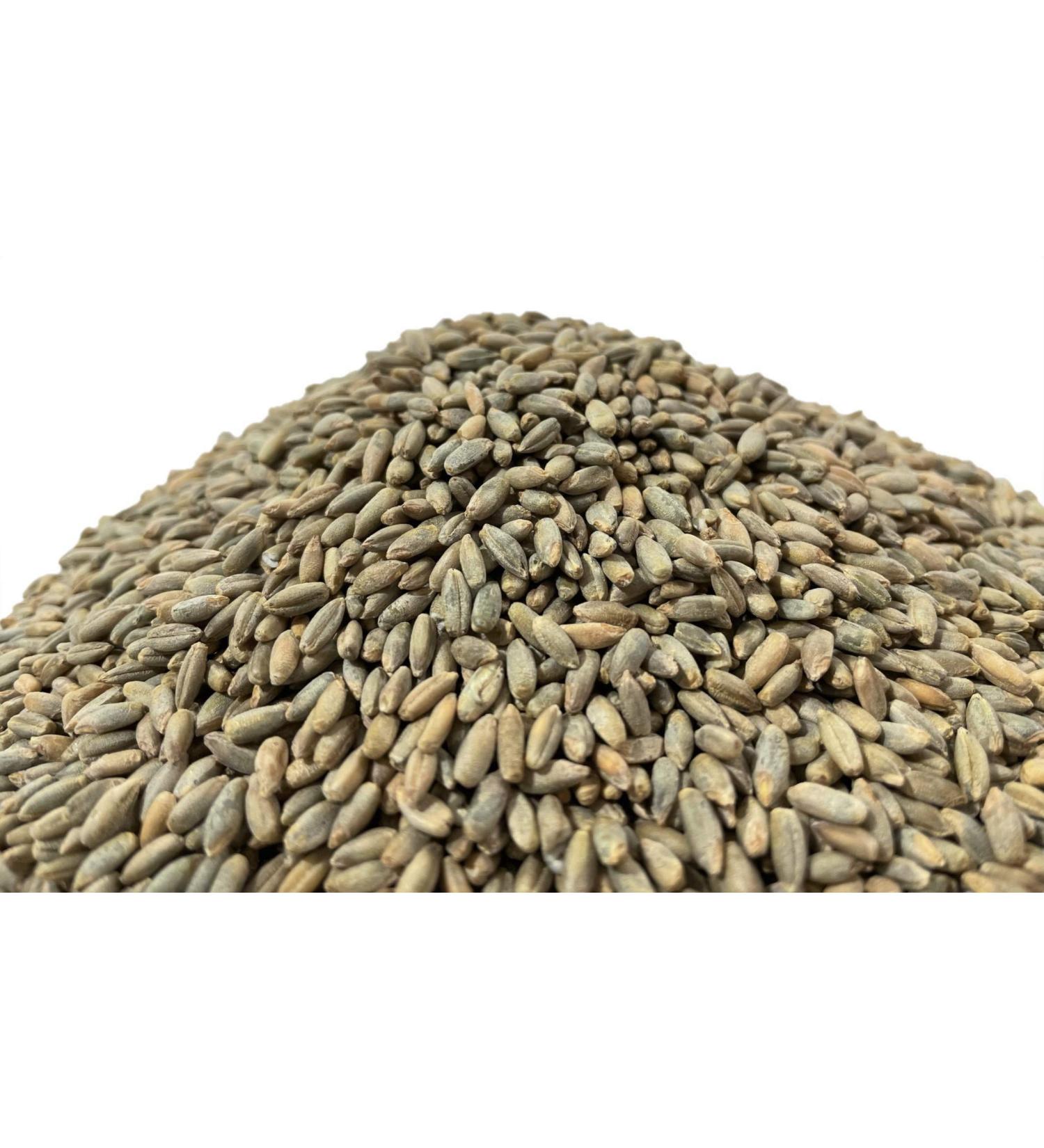 10lbs Organic Rye Berries | Non-GMO USDA Certified | Executive Deals - Buy Online on GoSupps.com