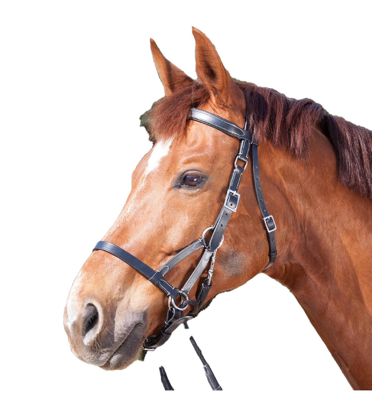 WALDHAUSEN Star Bitless Bridle for Warmbloods - Premium Black Horse Gear | Buy Internationally - Buy Online on GoSupps.com