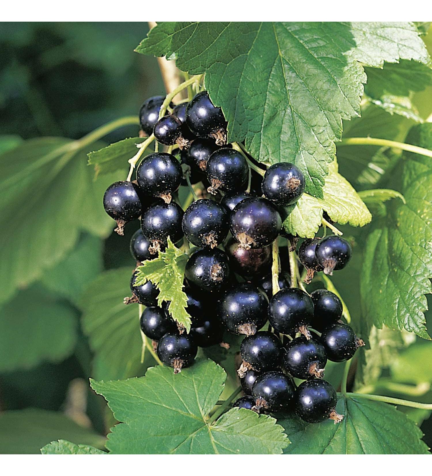 Blackcurrant 'Tsema' bush - In container Tsema