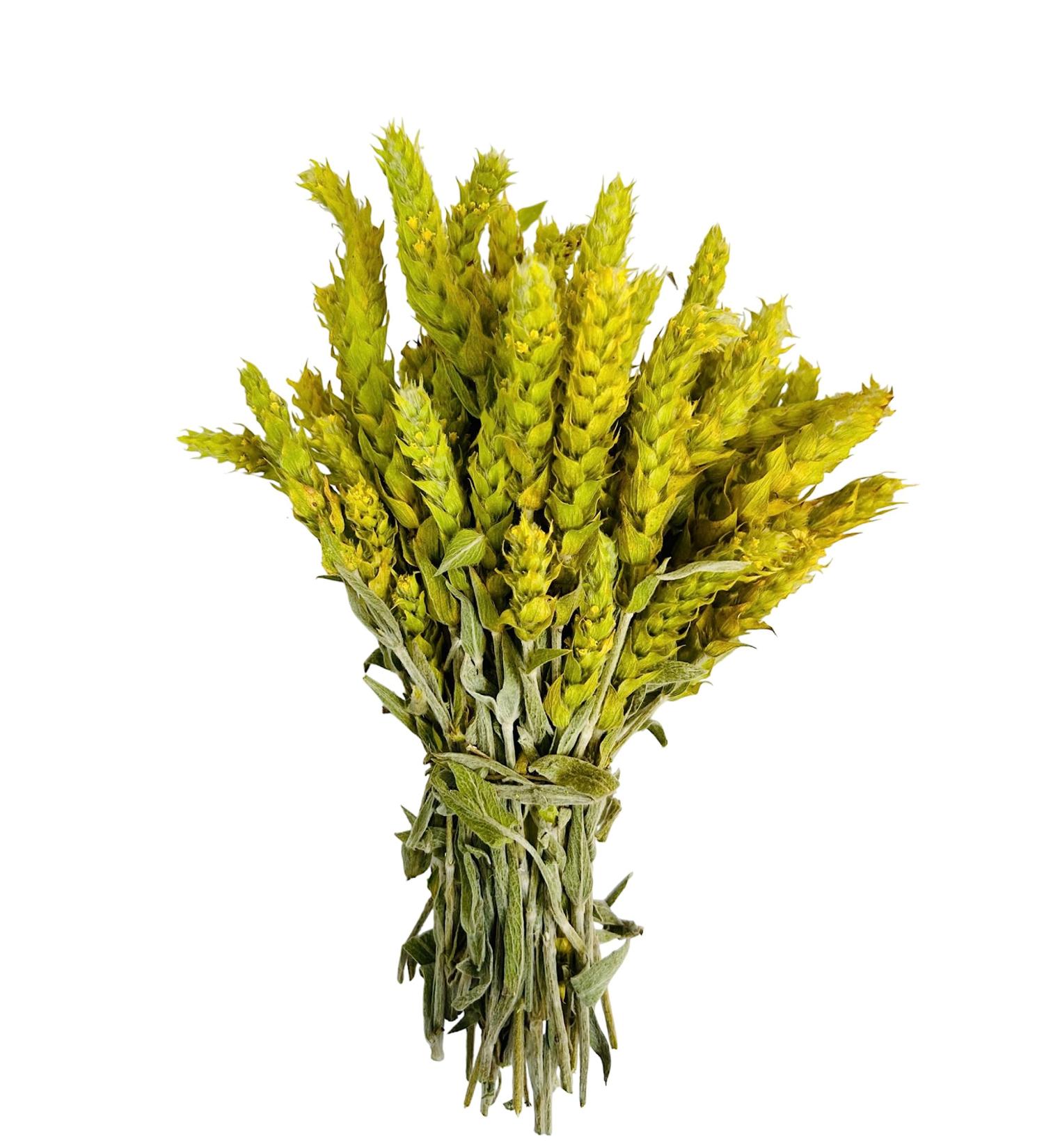 AgoraMarket Certified Organic Greek Mountain Tea Sideritis Scardica 85g 195kg Premium Quality 220 grams - Buy Online on GoSupps.com