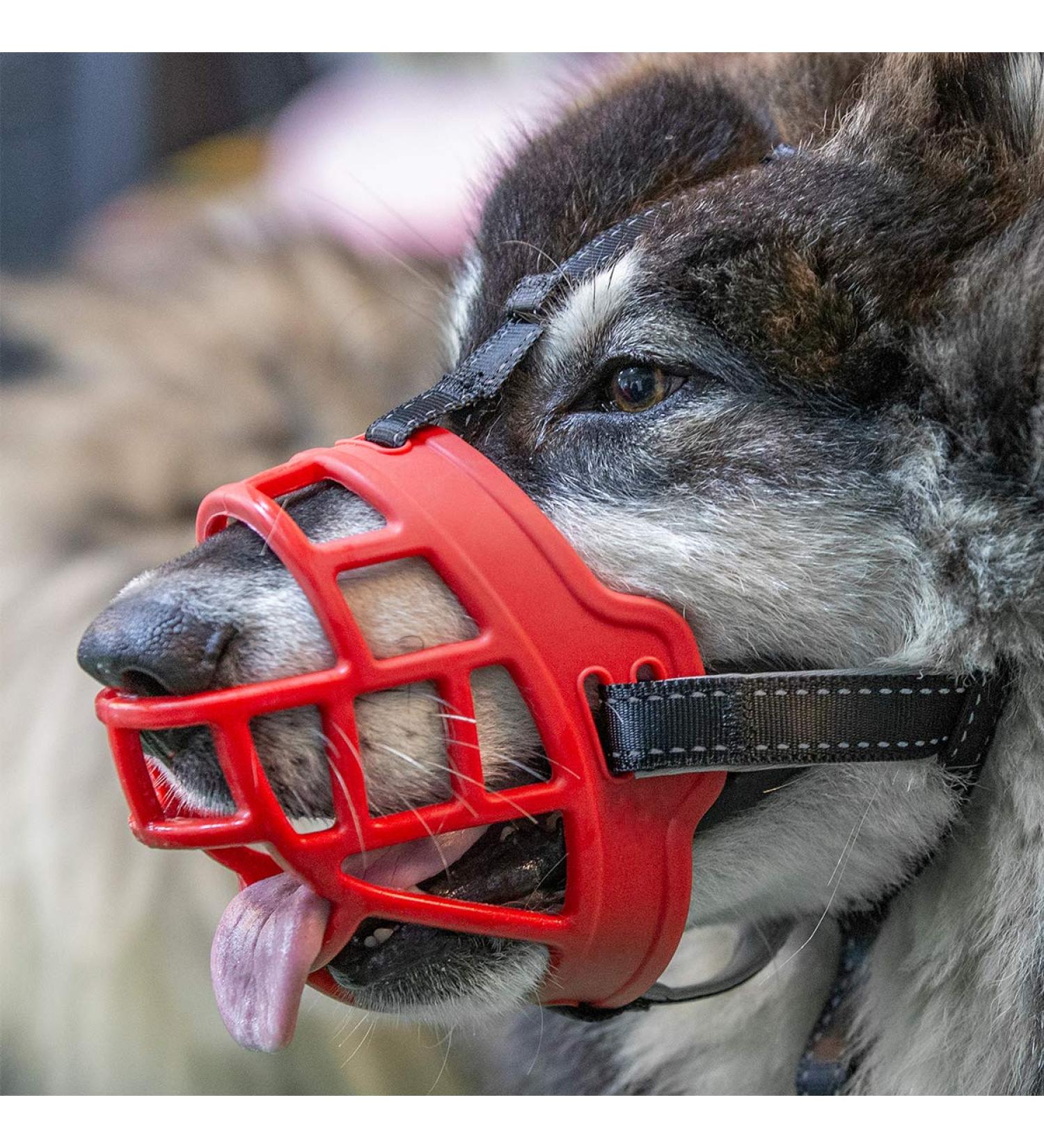 Soft Silicone Dog Muzzle | Bite & Chew Resistant | Adjustable for Drinking & Panting | Red | Sizes 19 cm & 7.5-9.5 cm - Buy Online on GoSupps.com