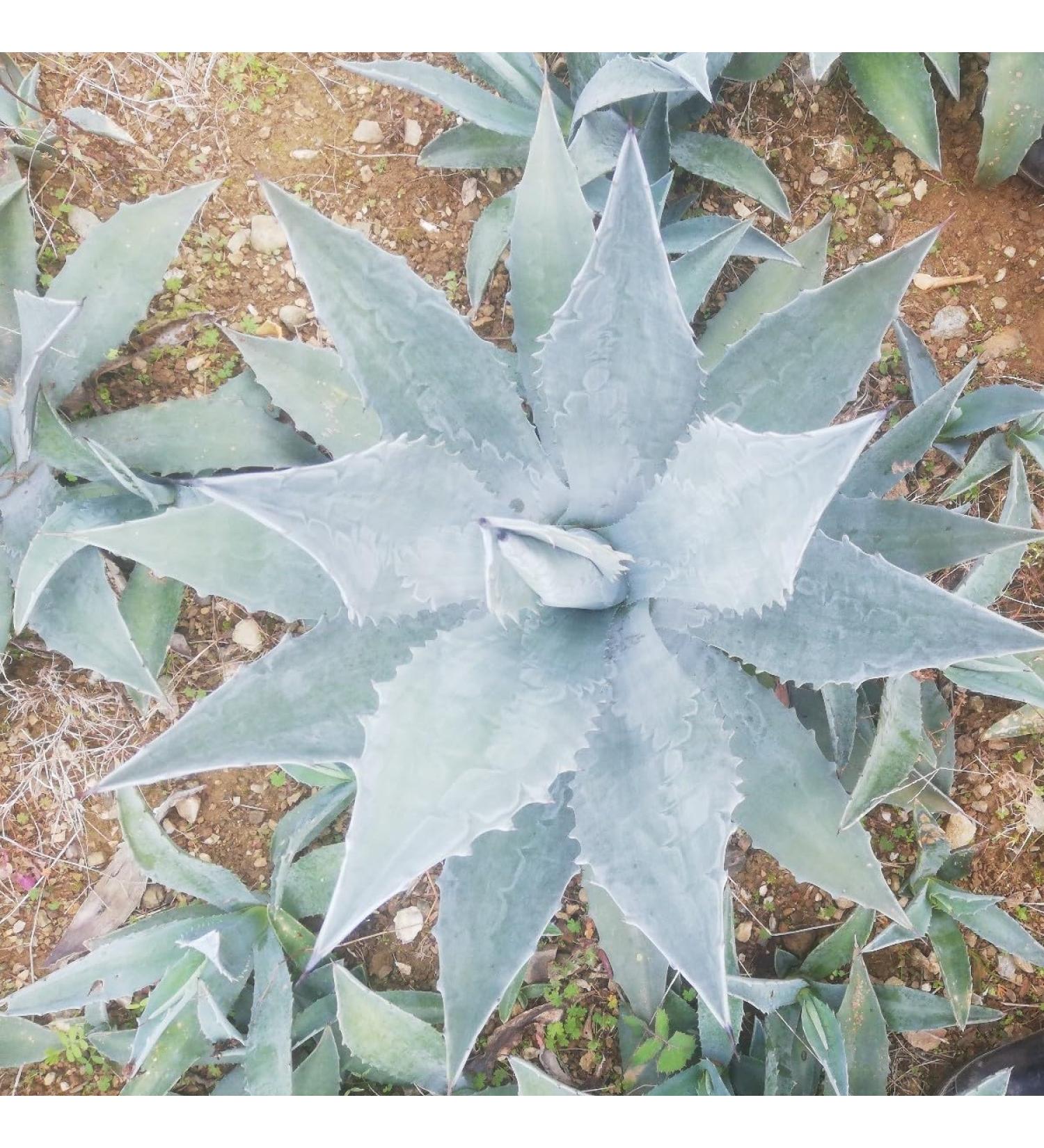 agave agave - Buy Online on GoSupps.com