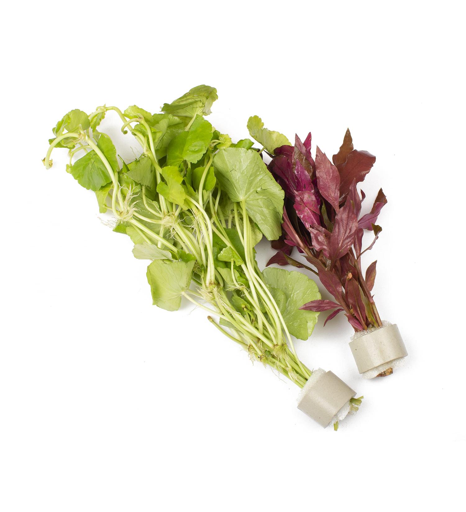 Lincspplants Mixed Amount of Tropical Aquatic Plants No Lead (10 Weighted Live Aquarium Plants (2 Bunches)) 10 Weighted Live Aquarium Plants ( 2 Bunches )