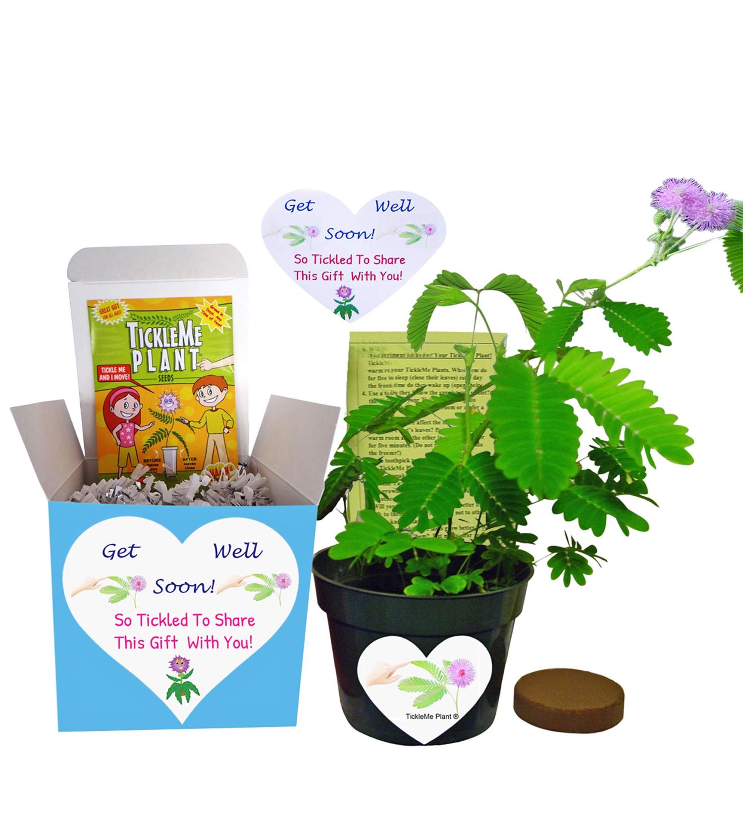 TickleMe Plant Get Well Gift Box - Grow the Magical Plant that Closes Its Leaves and Blooms Pink Cotton Candy Flowers - Sure to Brighten Their Day! - Buy Online on GoSupps.com