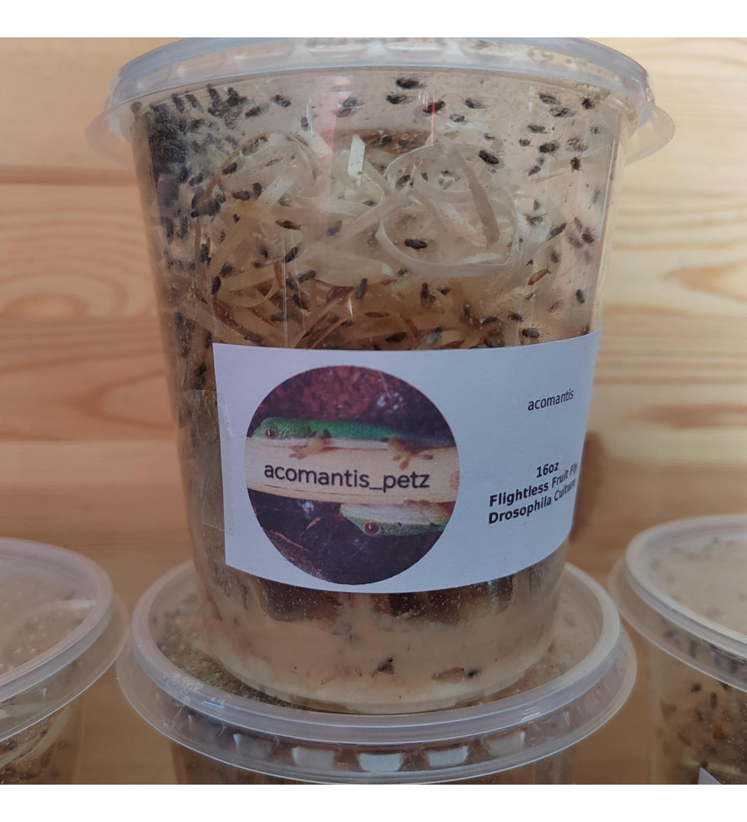 acomantis 16oz tub Flightless Fruit Flies (Drosophila Culture) Live Food - Buy Online on GoSupps.com