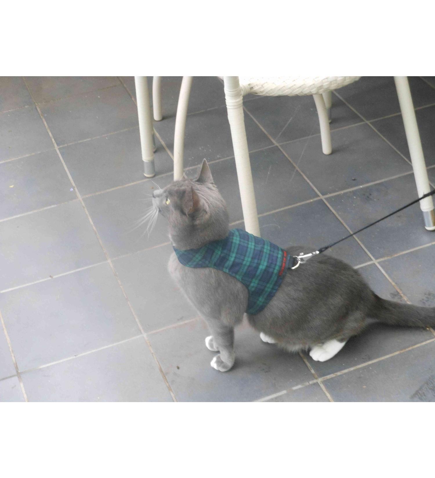 Mynwood Cat Jacket/Harness Black Watch Tartan Adult Cat - Buy Online on GoSupps.com