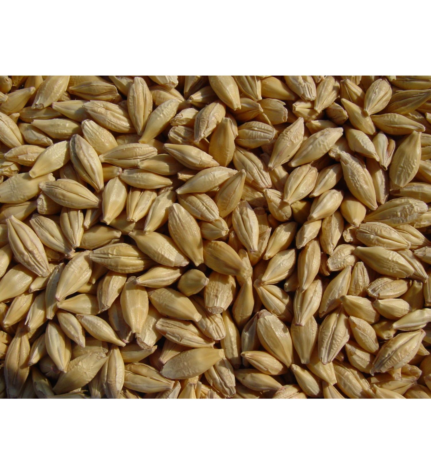 Joseph's Grainery Unhulled Barley 18 Lbs - Whole Grain, Non-GMO, Kosher Certified - Buy Online on GoSupps.com
