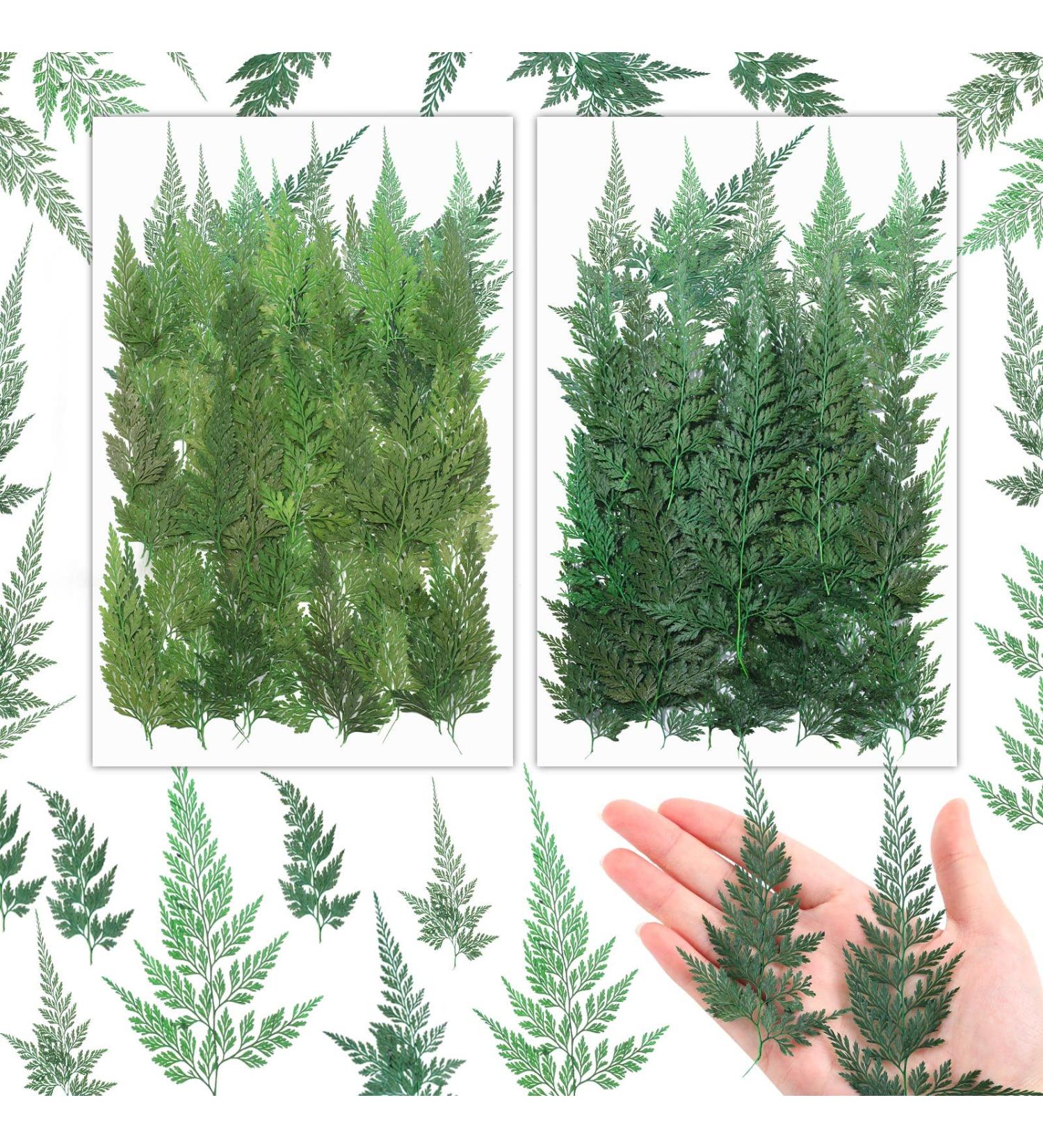 Dried Pressed Flowers and Leaves Set - 200Pcs Larkspur, Ferns, and Green Leaves for Resin Art, Wedding Decor, DIY Crafts - Natural and Preserved Dry Flowers - Buy Online on GoSupps.com