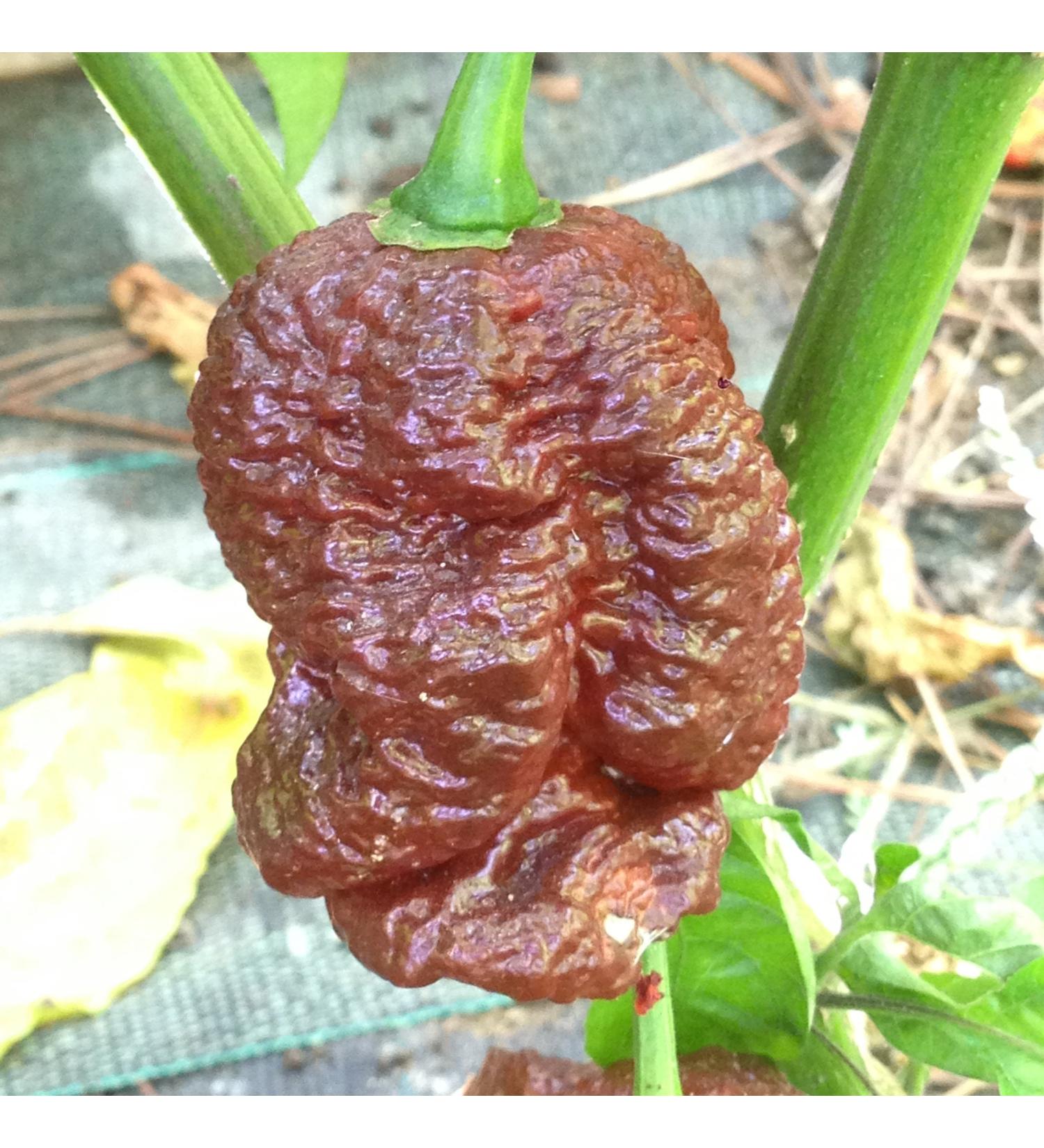 CHILLY SEEDS - BIG MAMA-4 VARIETA'- BLACK-MUSTARD-RED-YELLOW - Buy Online on GoSupps.com