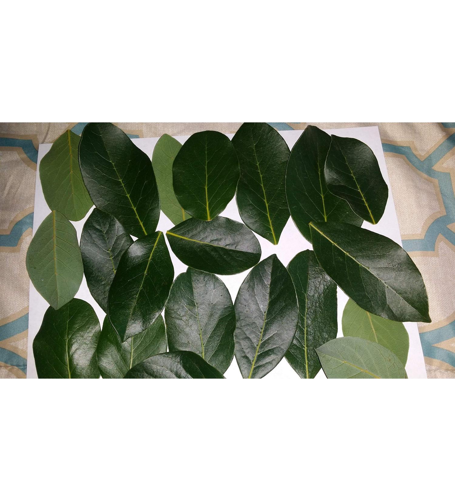 Organic Bay Leaves 2 oz. - Premium Culinary Herb for Cooking - Buy Online on GoSupps.com