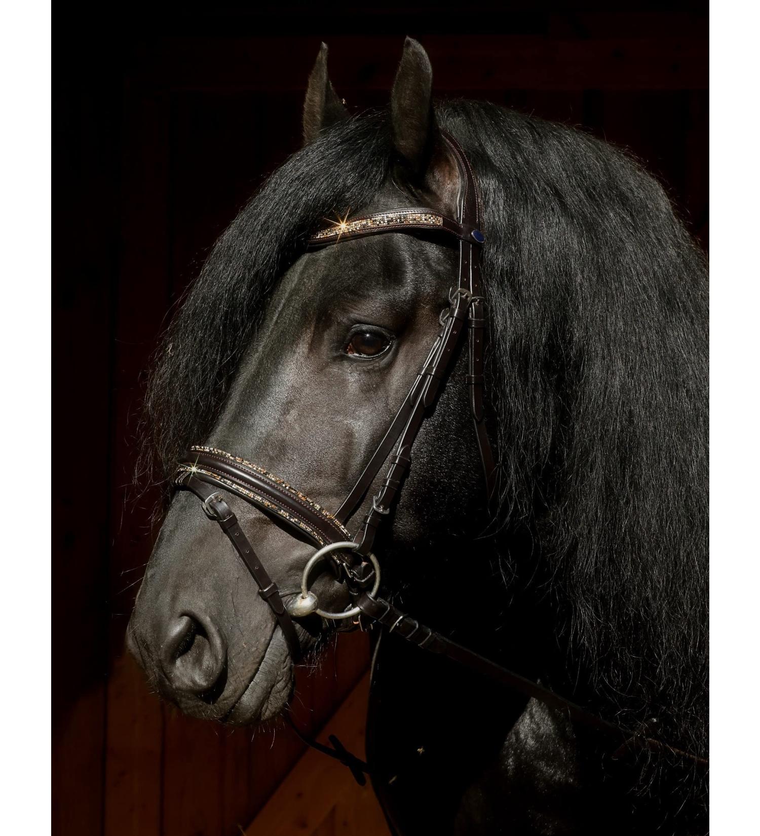 Havanna Bridle Brown Glitter Nose & Browband - Tysons VB WB XF XXF Coldblood | Shop Internationally - Buy Online on GoSupps.com