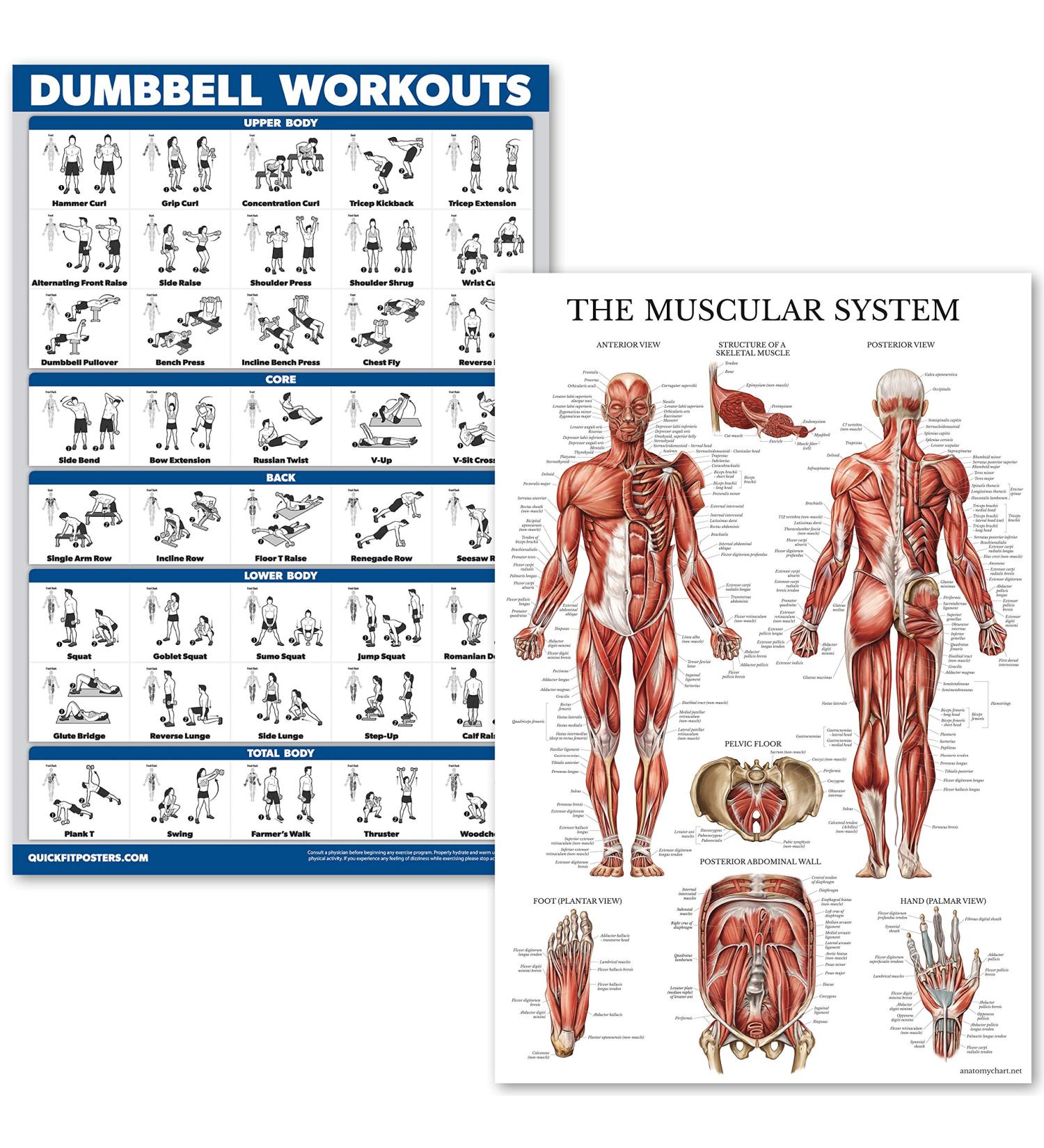 Quickfit Dumbbell Workout & Muscle Anatomy Poster Set - Laminated 18x27 Diagrams for Effective Exercise Routine - International Shipping Available - Buy Online on GoSupps.com