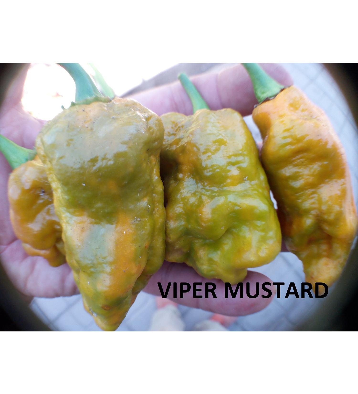 SEMI PEPERONCINO Viper Giant Mustard