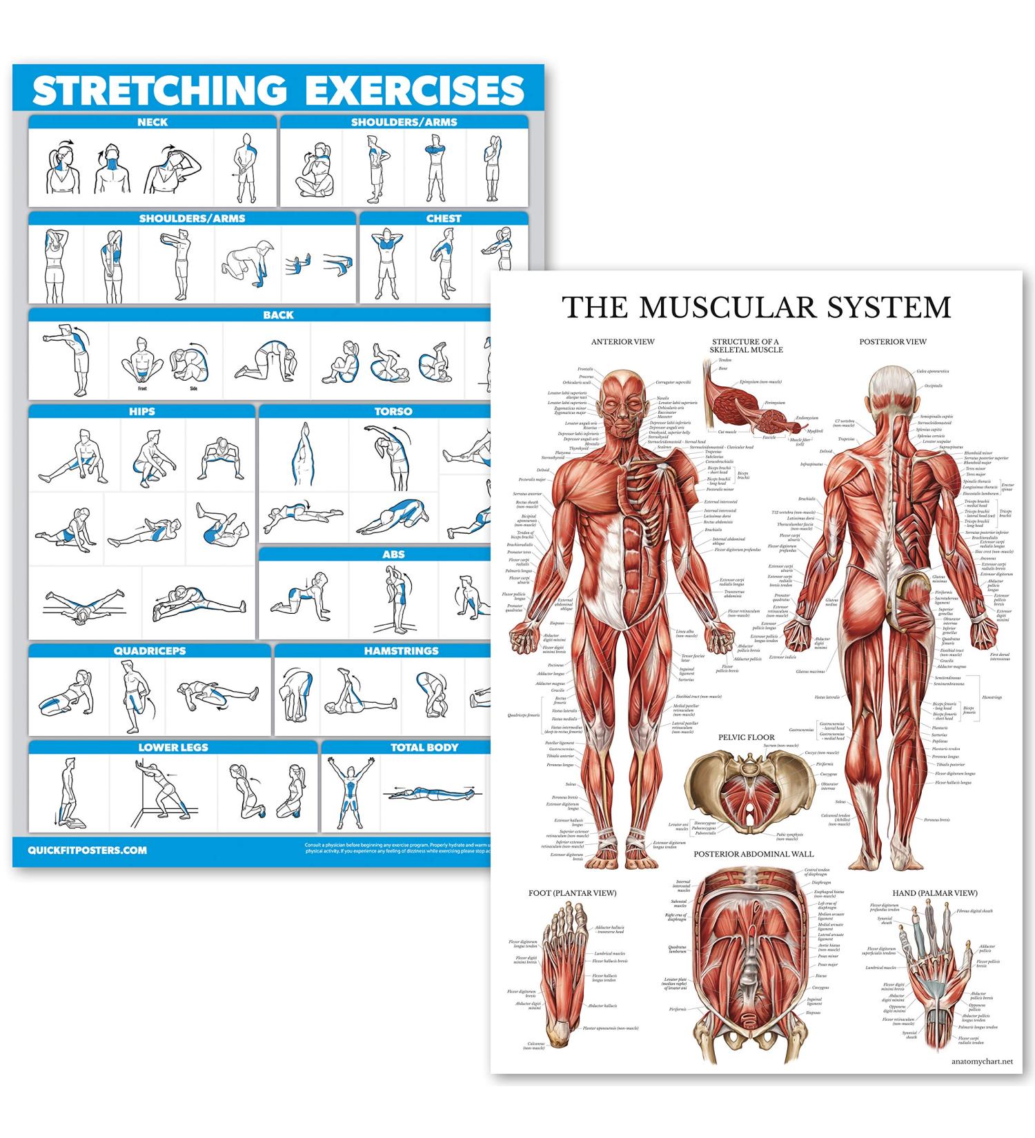 Quickfit Stretching Exercises & Muscle Anatomy Poster Set - Laminated Workout Diagrams (45.7 x 68.6 cm) - Enhance Your Stretching Routine! - Buy Online on GoSupps.com