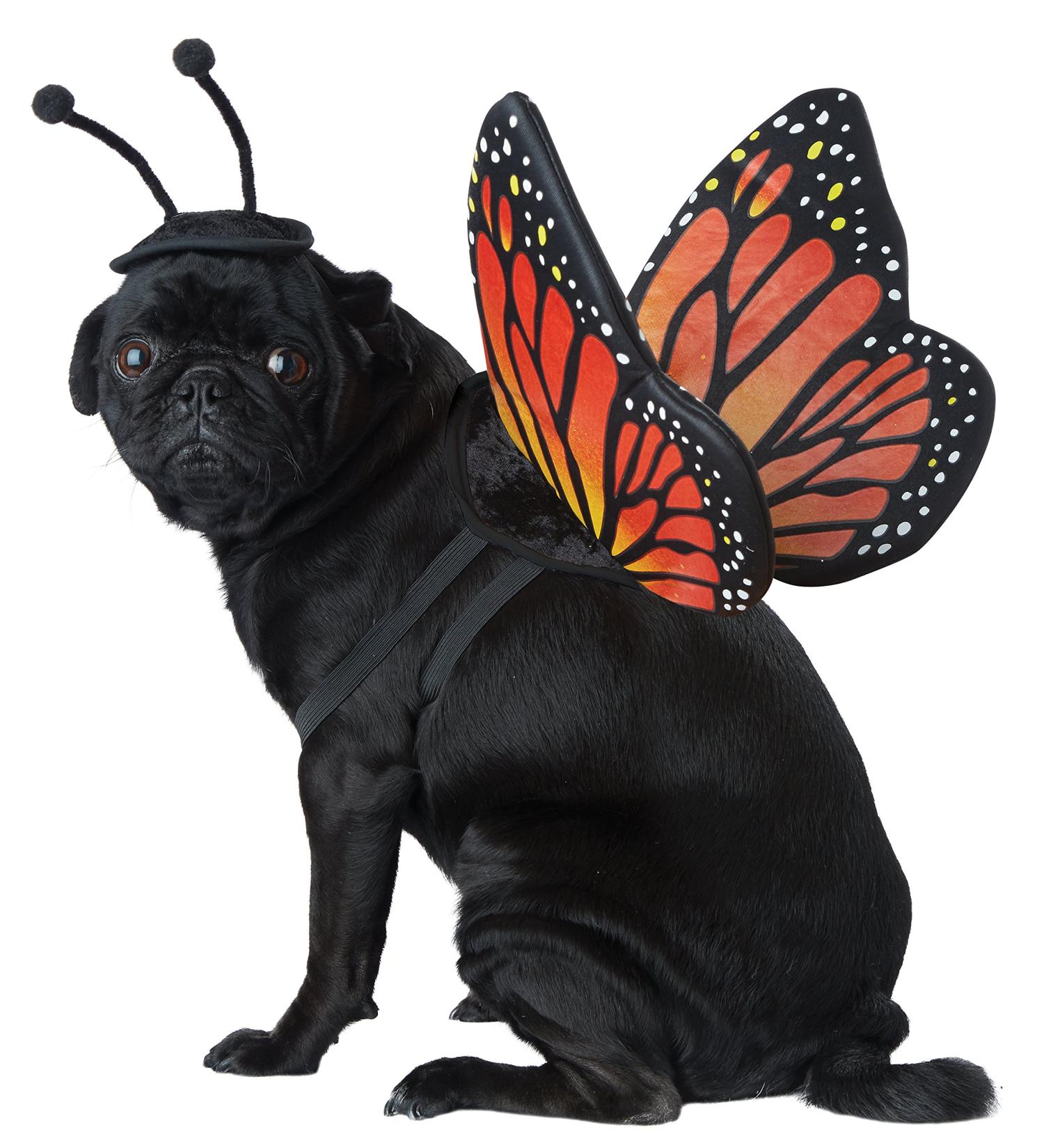 California Costumes COLLECTIONS Pet MONARCH BUTTERFLY Dog Costumes Black/Orange XS Neck 10-12 Girth 12-16 Back 8 US XS (Neck: 10"-12" Girth: 12"-16" Back: 8")