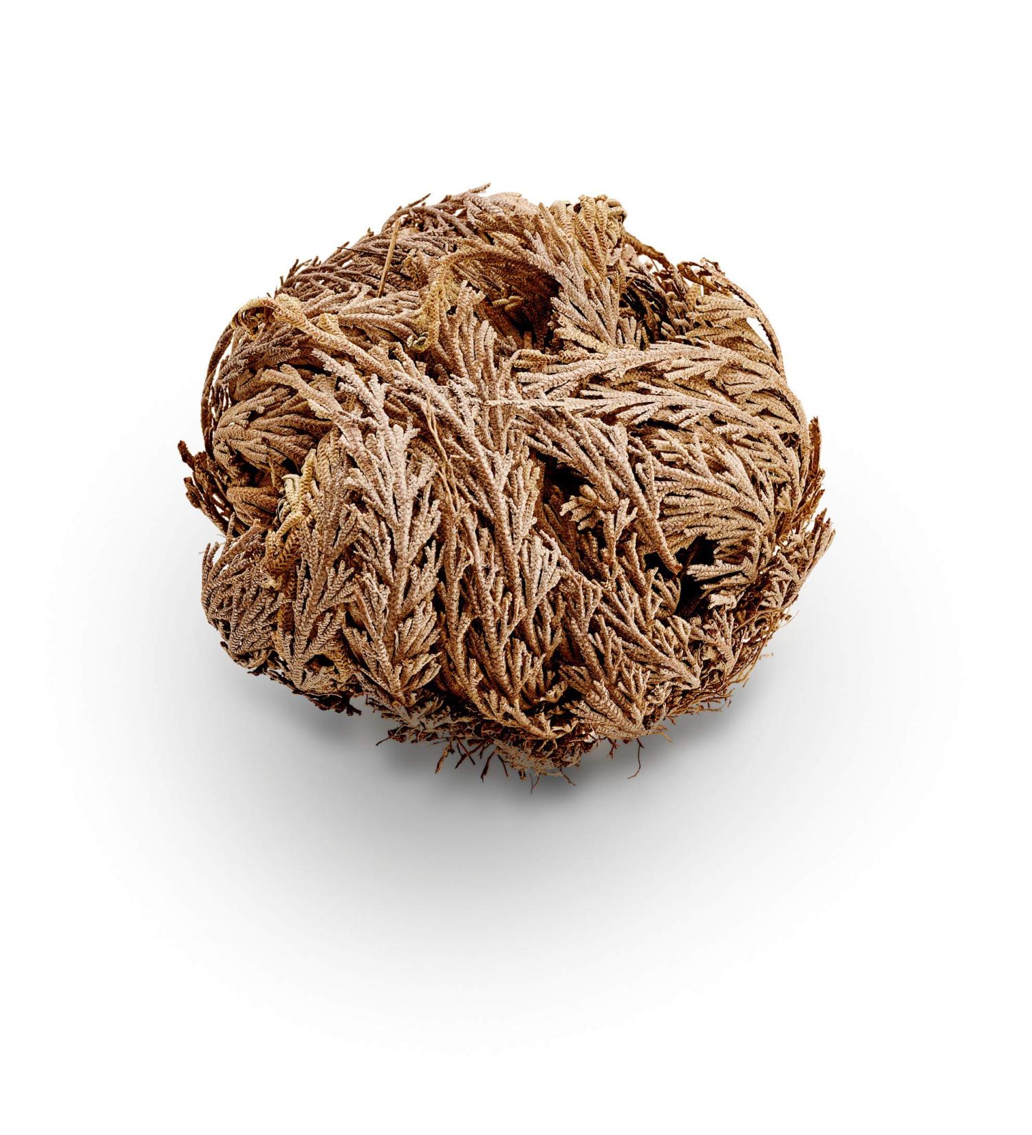 Luchea's Psychic World Herbs-Rose Of Jericho-Whole
