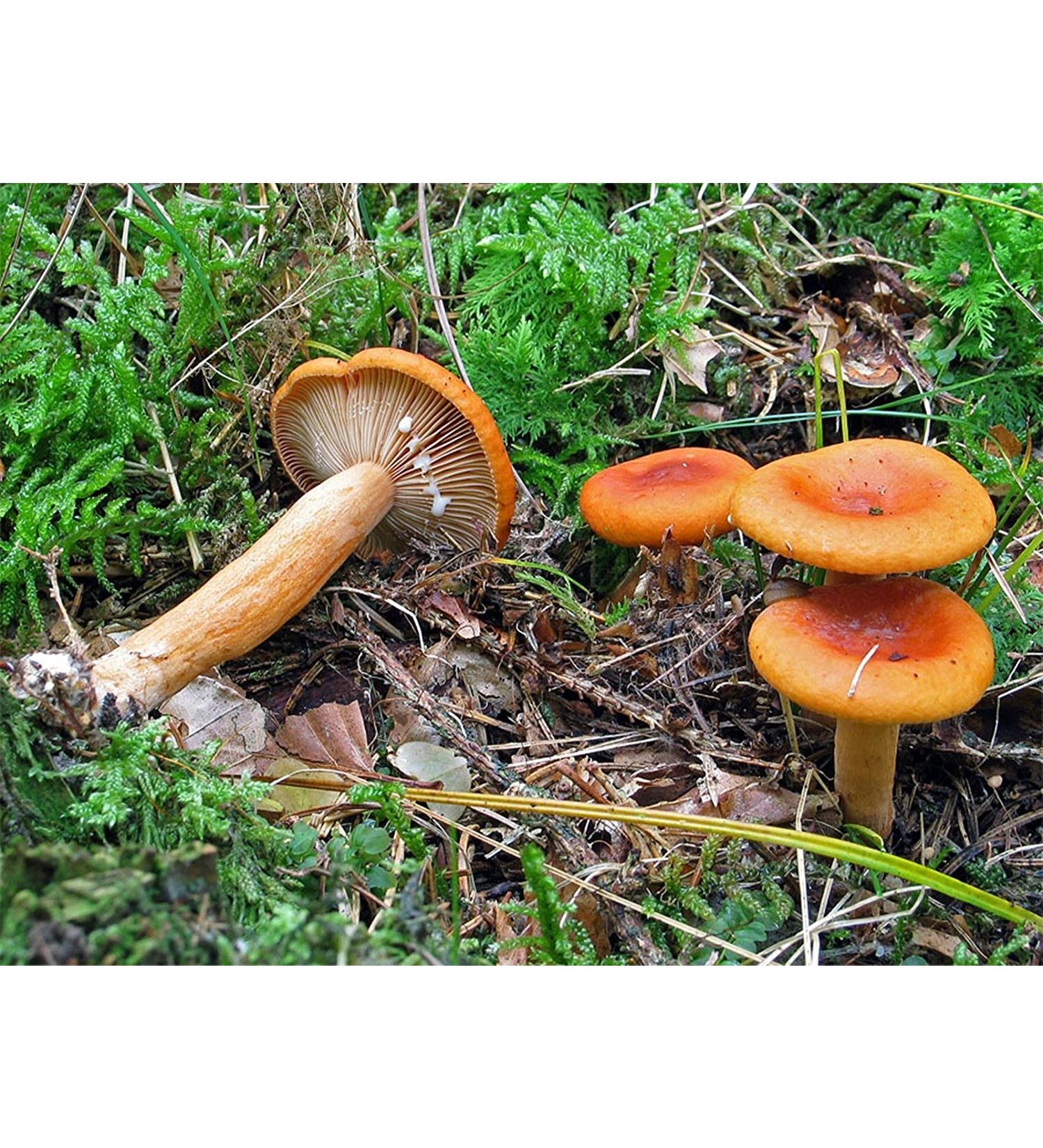 Mild Milk Cap Mushroom (lacarius mitissimus) micelio Spawn Dried Seeds (10g) - Buy Online on GoSupps.com