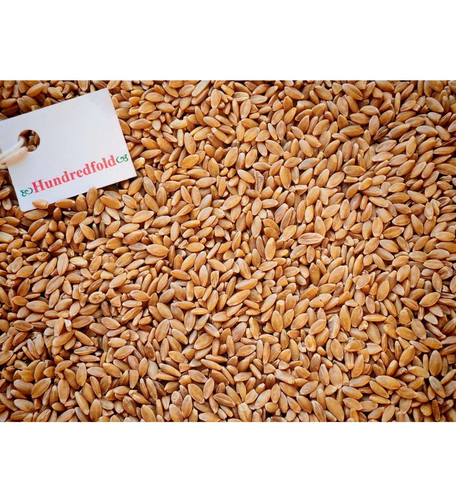 Hundredfold 4oz (116g) Organic Whole Grain Ancient Einkorn Wheat - Non-GMO Canada Grown Excellent for Weight-watchers Vegans & Vegetarians - Buy Online on GoSupps.com
