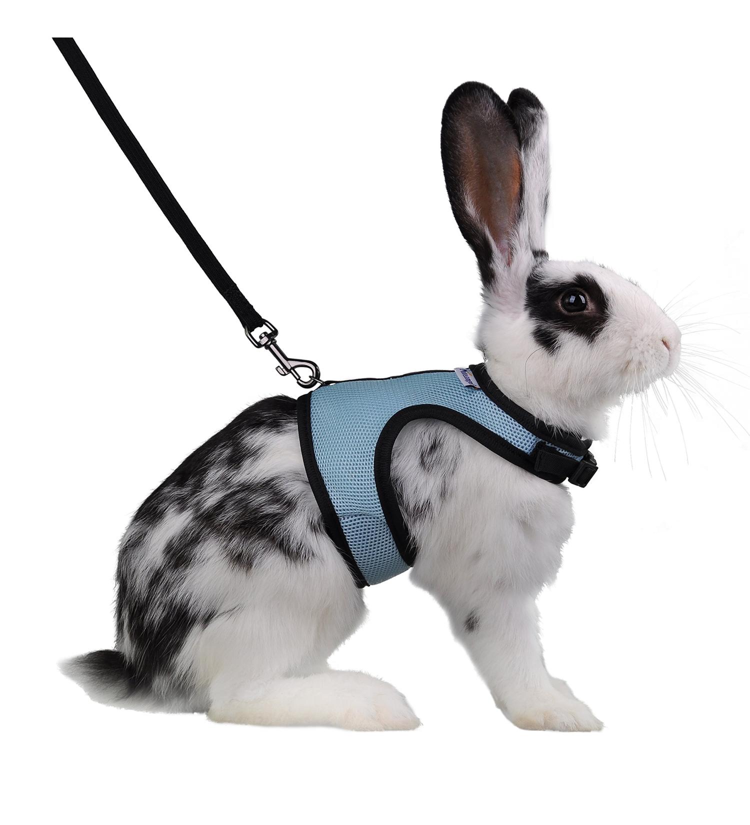 Niteangel Adjustable Soft Rabbit Harness with Elastic Leash - Large Blue | Comfortable & Safe Pet Gear for Rabbits - Buy Online on GoSupps.com