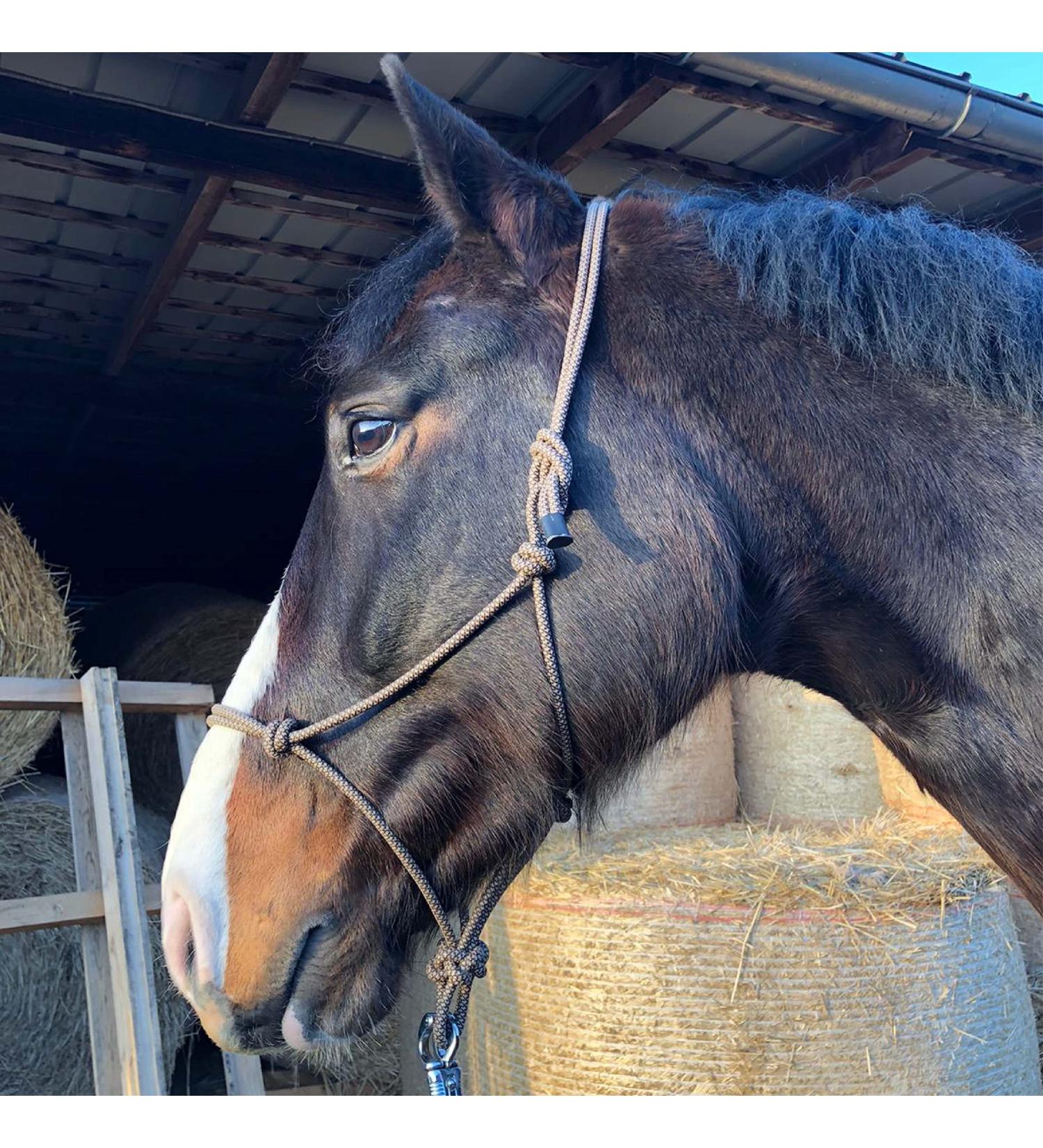 Knothalter for Floor Work Horse - Optimal Knot Helper COB for Free Work & Soil Training (Shetland Braun-Beige) | International Shipping - Buy Online on GoSupps.com