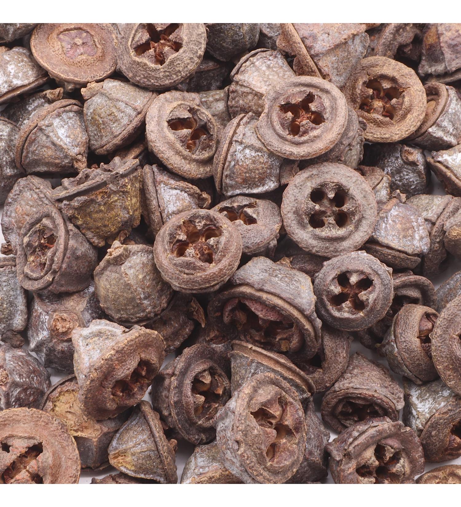 Eucalyptus Seed Pods | 240g Bag | Approx. 120 Pieces | 1.5-3cm | Natural Decor, Crafts - Buy Online on GoSupps.com