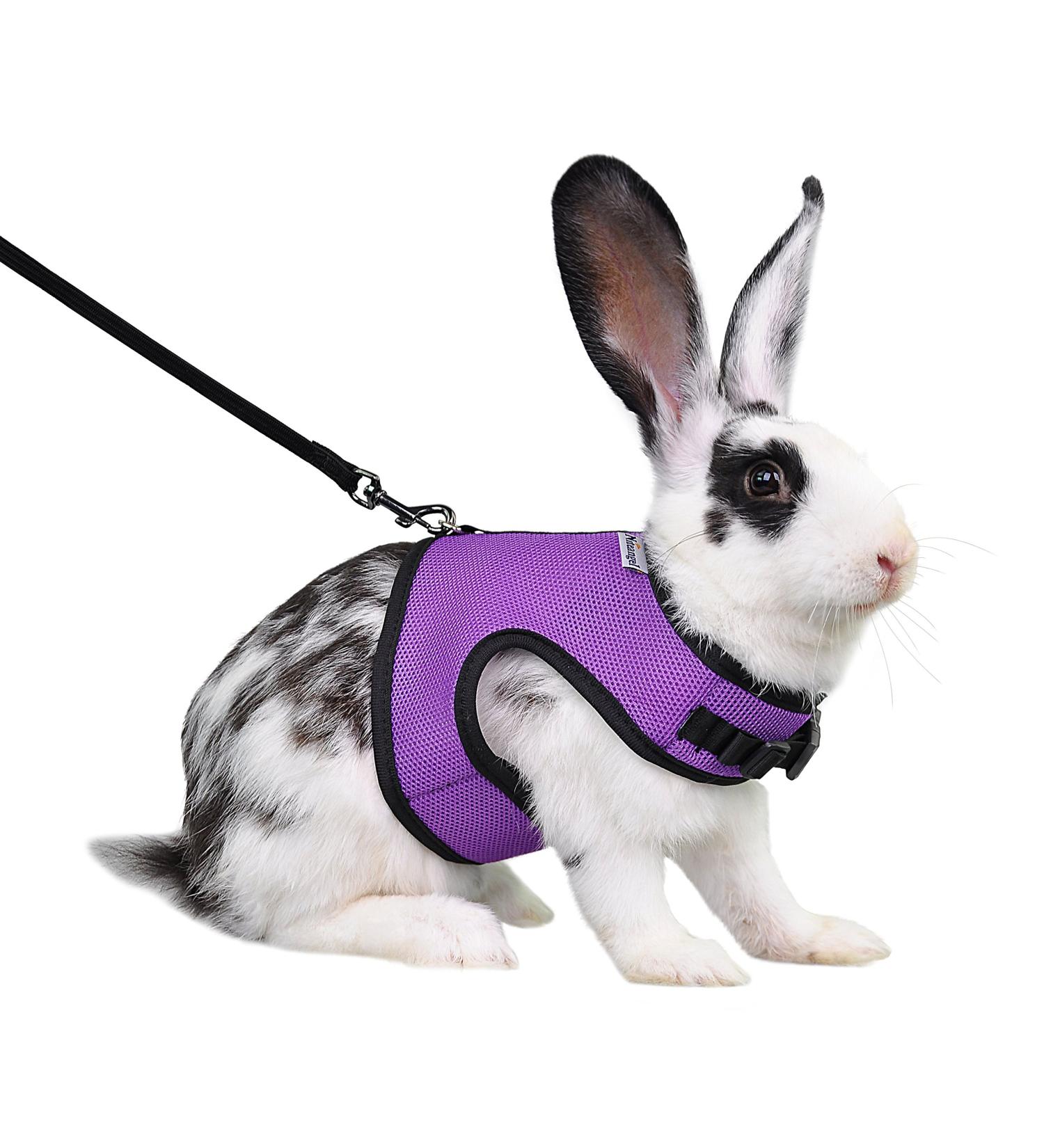 Niteangel Adjustable Soft Harness for Rabbit (L Purple) - Elastic Leash Included | Shop Internationally - Buy Online on GoSupps.com
