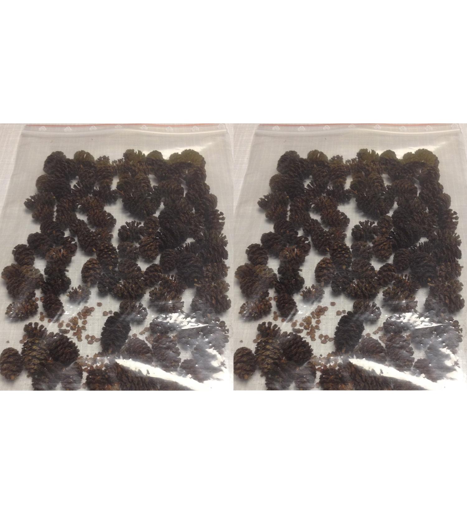 Alder cones 120pcs.( 50g) black alder Alnus glutinosa black alder cones