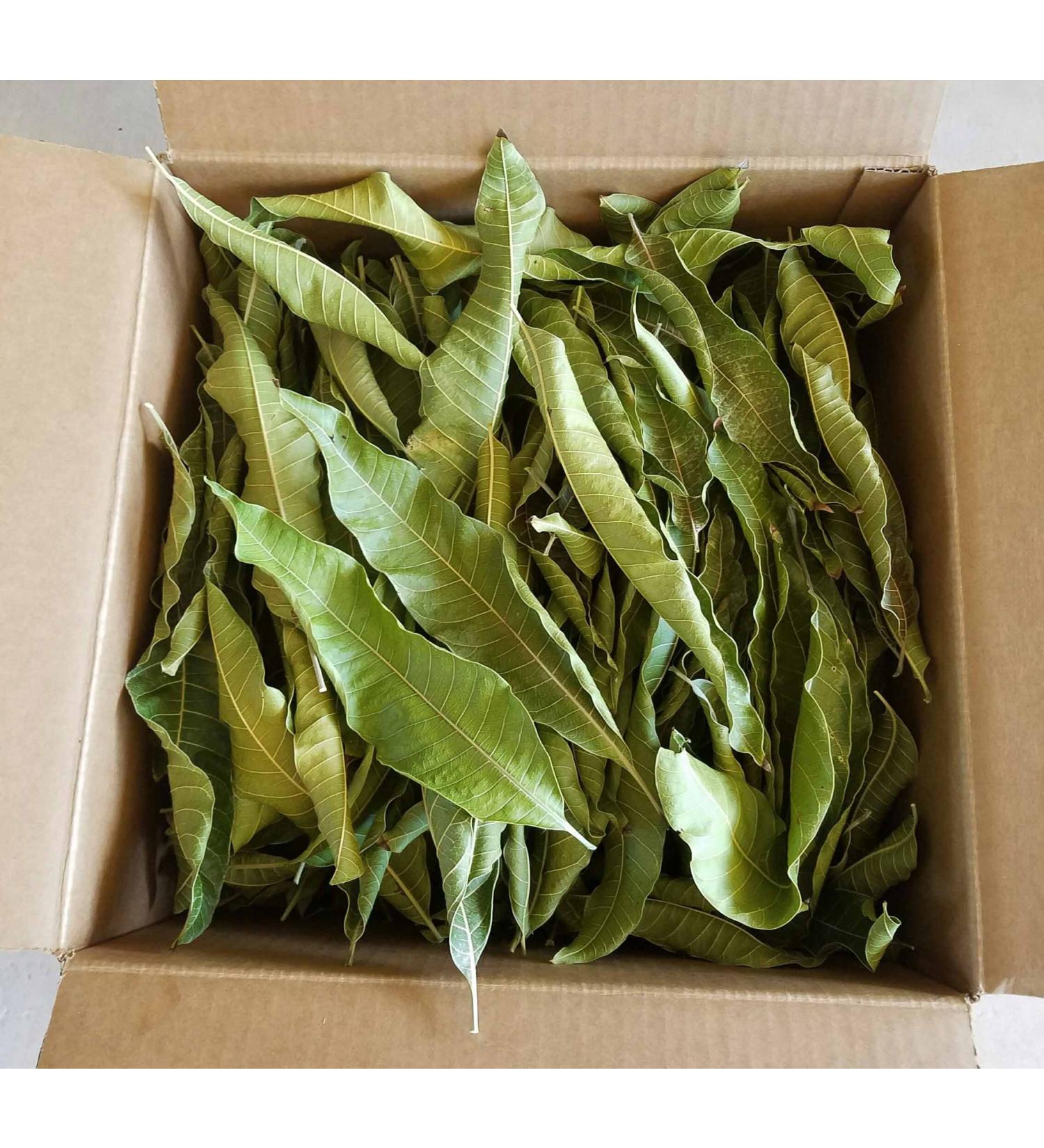 Artistic Solutions Organic Mangifera indica Dried Dry Mango Leaves Leaf forTea 50g (approx 35-45 Leaves) - Buy Online on GoSupps.com