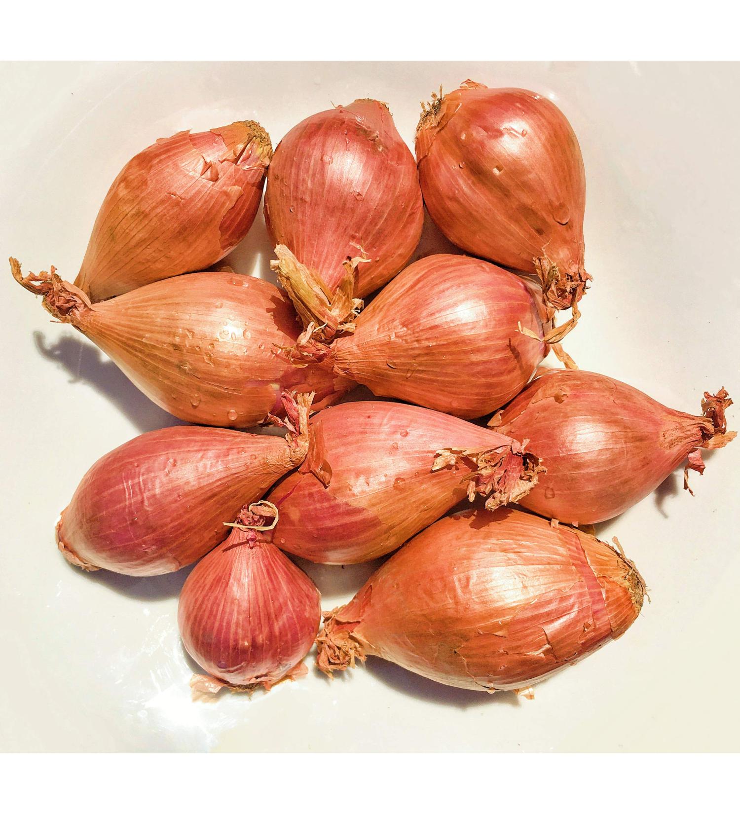 Jumbo Size Kejora Shallots Bulbs - 1/2 lb (4-6 bulbs) | USA Grown - Non-Planting - Buy Online on GoSupps.com