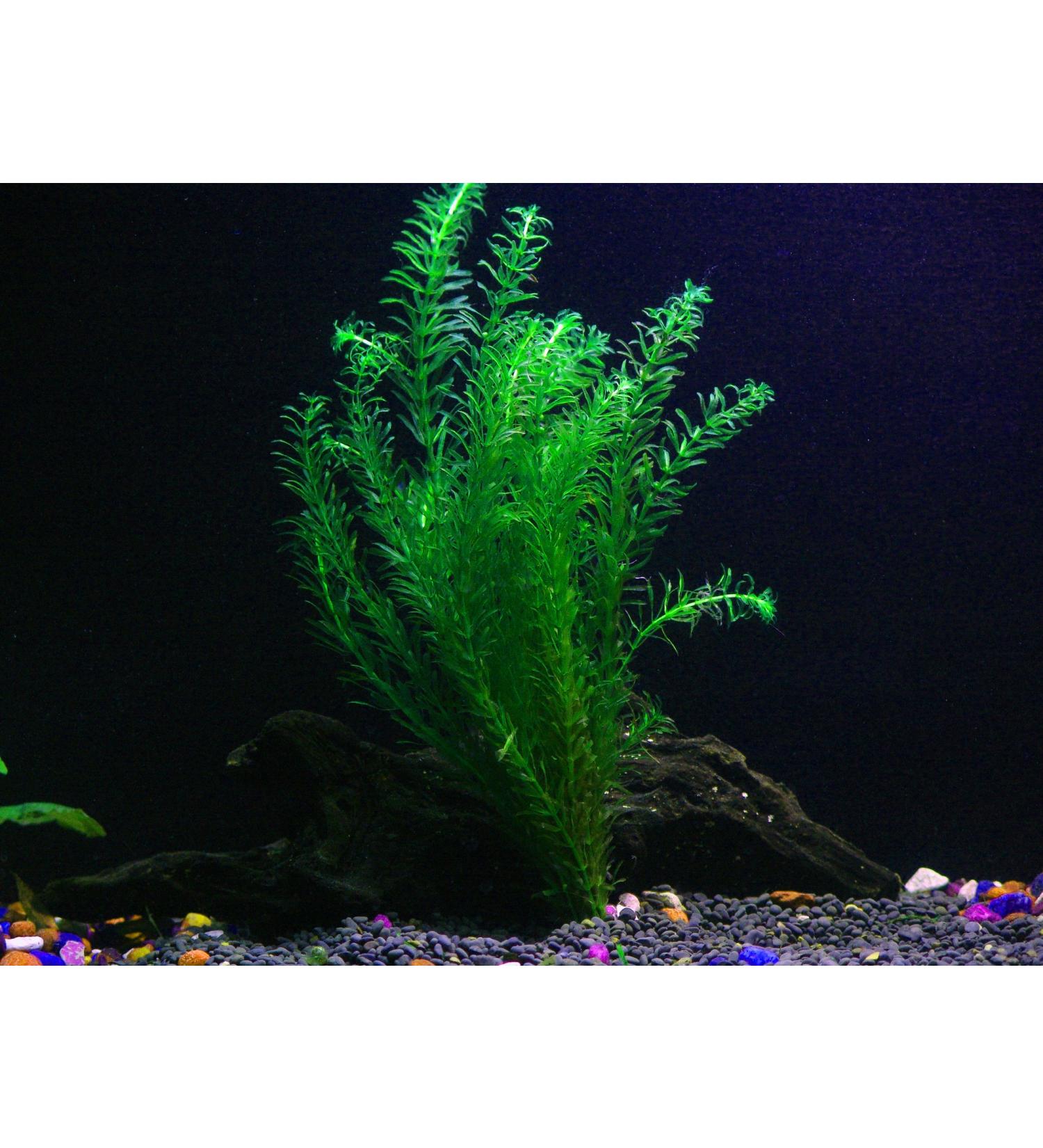 1 Anacharis Bunch - 4+ Stems | Egeria Densa - Beginner Tropical Live Aquarium Plant by Aquarium Plants & Pets