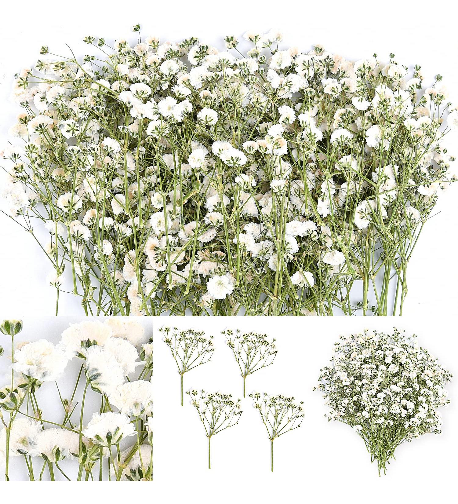 Dried Babys Breath Flowers - 200 White Real Gypsophila for Wedding, Resin Art, Craft, DIY - Natural Pressed Floral Decor - Buy Online on GoSupps.com