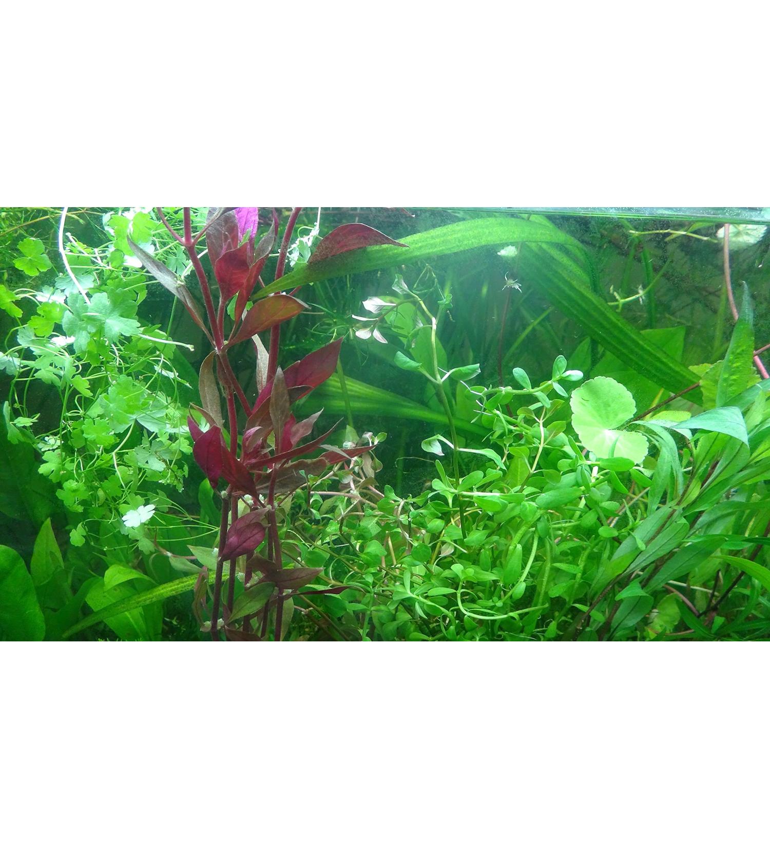 Exclusive Product - 50 Live Aquarium Plants Collection of Aquatic Plants for Your Fish Tank - Buy Online on GoSupps.com