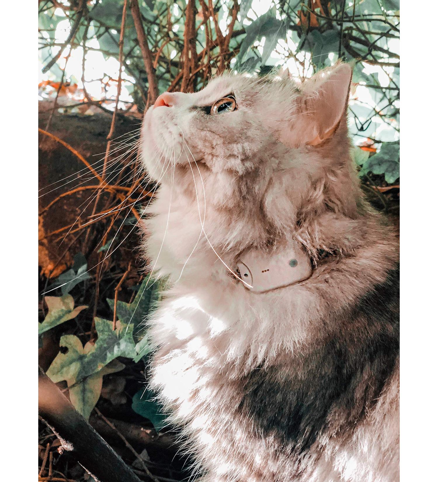 Girafus Pro-Track Goal Tracker for Cats & Dogs | Mini RF Tracker 8G with Battery | Locate Up to 4 Pets Indoors - Buy Online on GoSupps.com