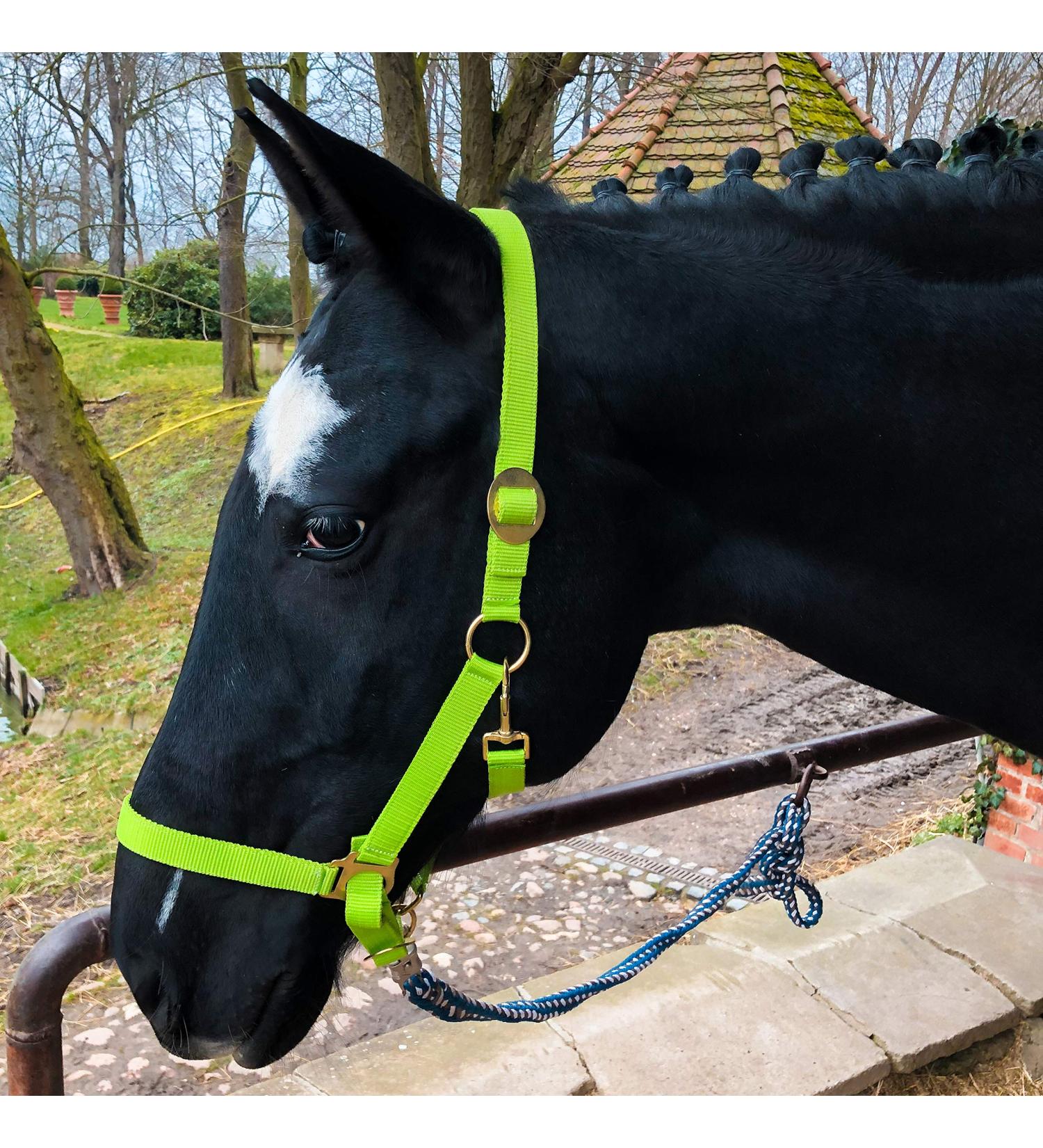 Horse Halter for Warmblood Thoroughbred & Cold Blood | Adjustable Tear-Resistant Safe - Light Green Stable & Pasture Use - Buy Online on GoSupps.com