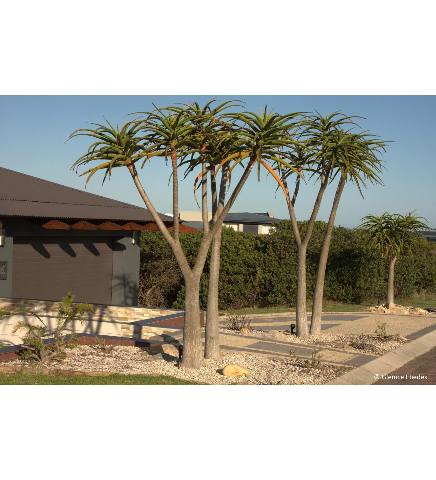 IDEA HIGH Aloe barberae - Giant Tree Aloe - 5 Seeds