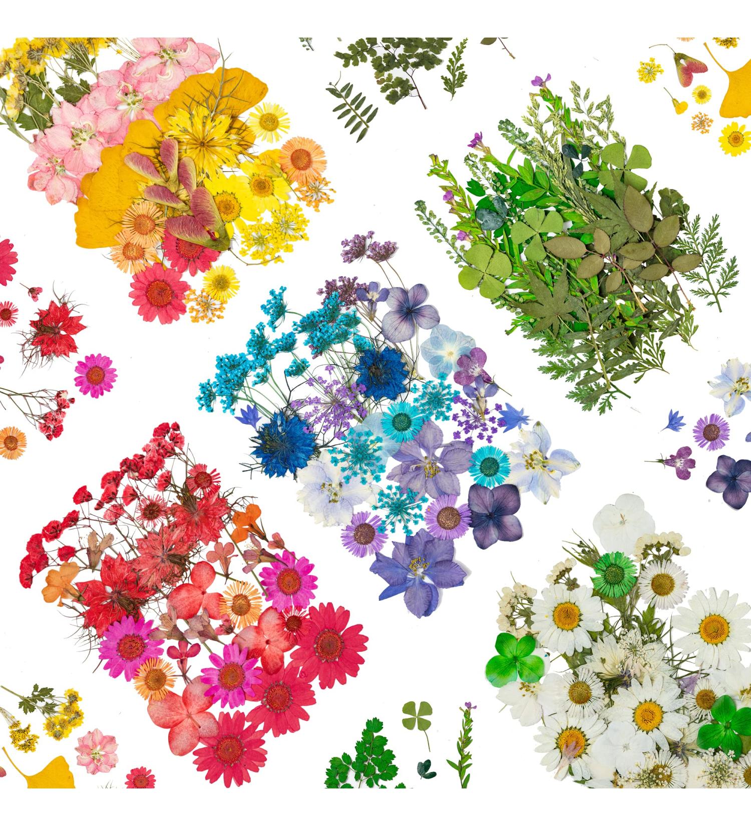 Dried Pressed Flowers 170+ Pcs - Bulk Natural Floral Fillers for Resin Crafts & Jewelry - 5 Color Set - Buy Online on GoSupps.com