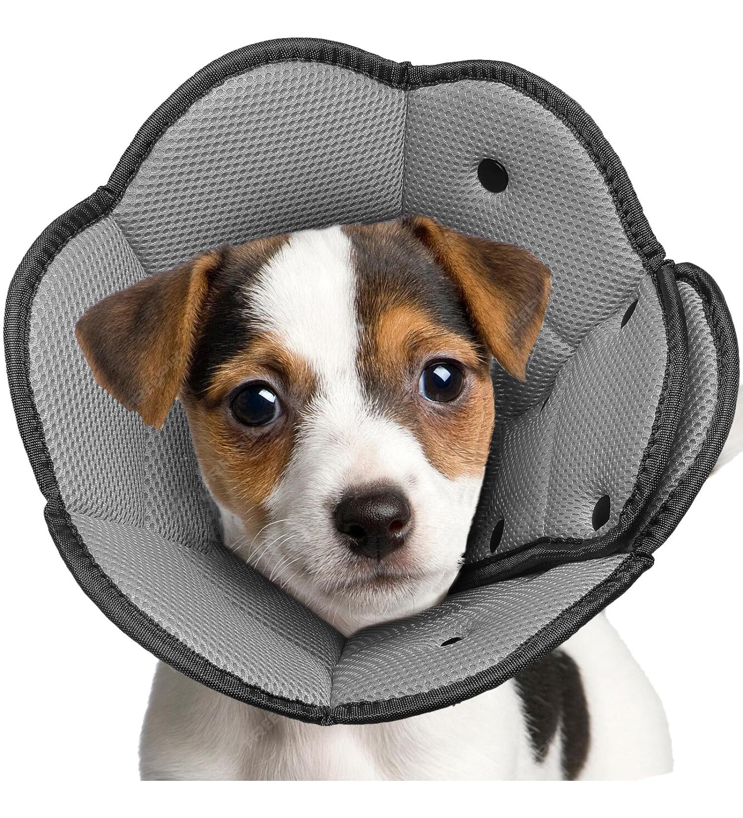 Iecoii Dog Cone for Small Dogs - Soft Adaptable Leak Protection & Post-Op Recovery Collar - Black - Buy Online on GoSupps.com